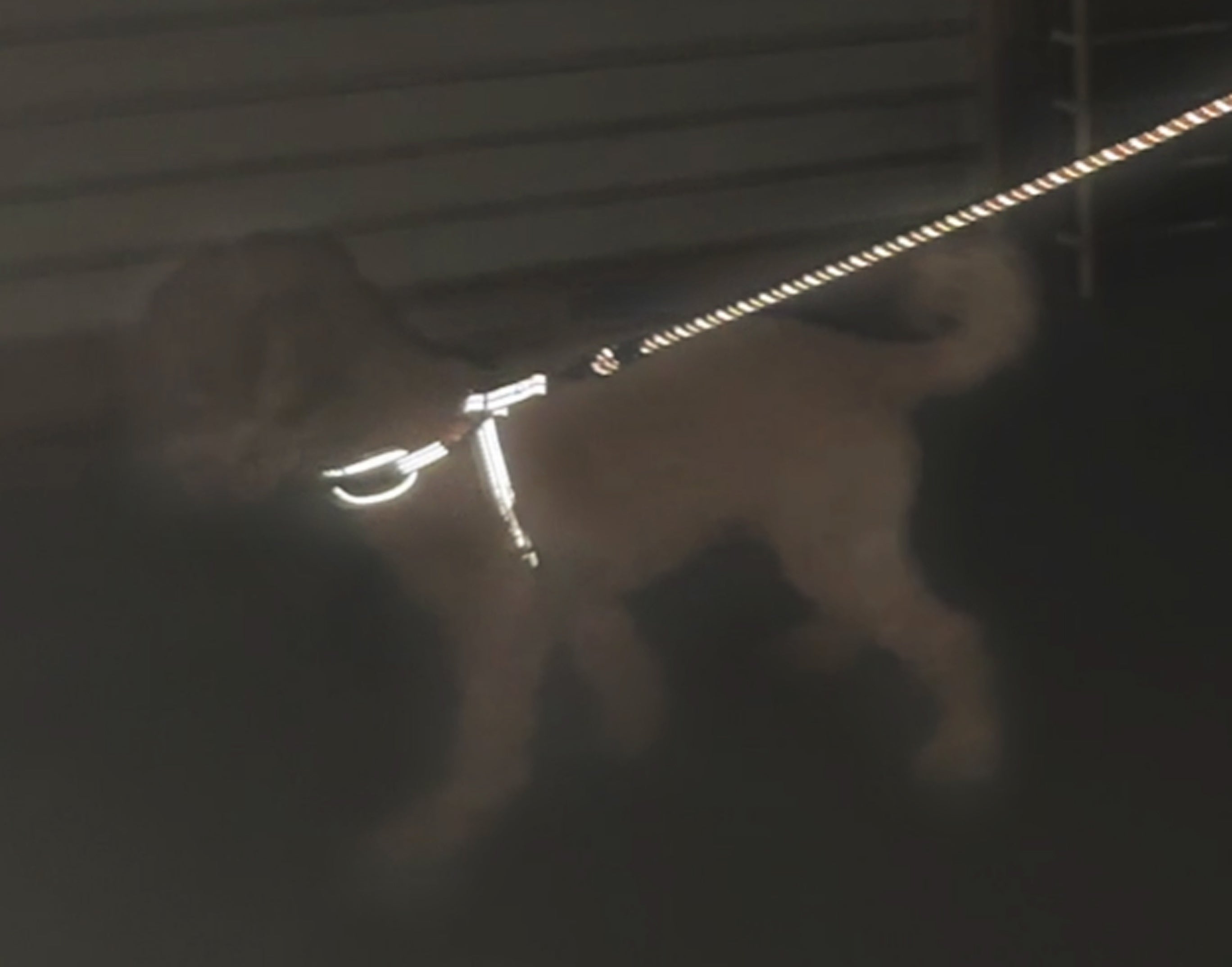 ナイトラン　夜の散歩装着画