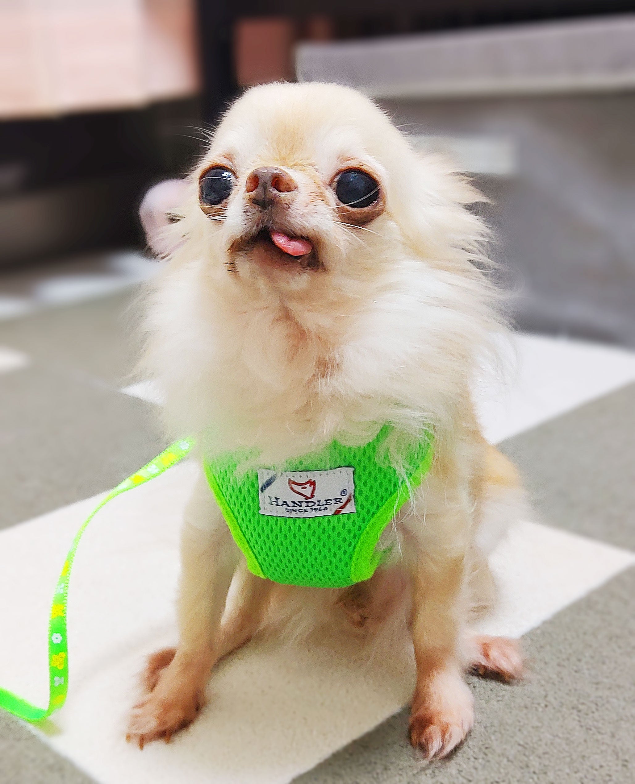 パピー　ソフト胴輪付引ひも装着画