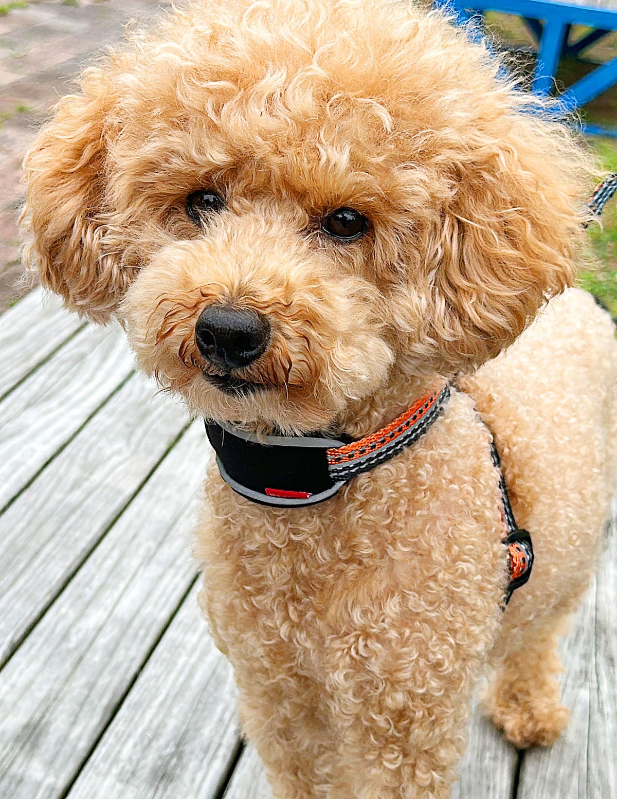 ナイトラン　8の字型胴輪装着画