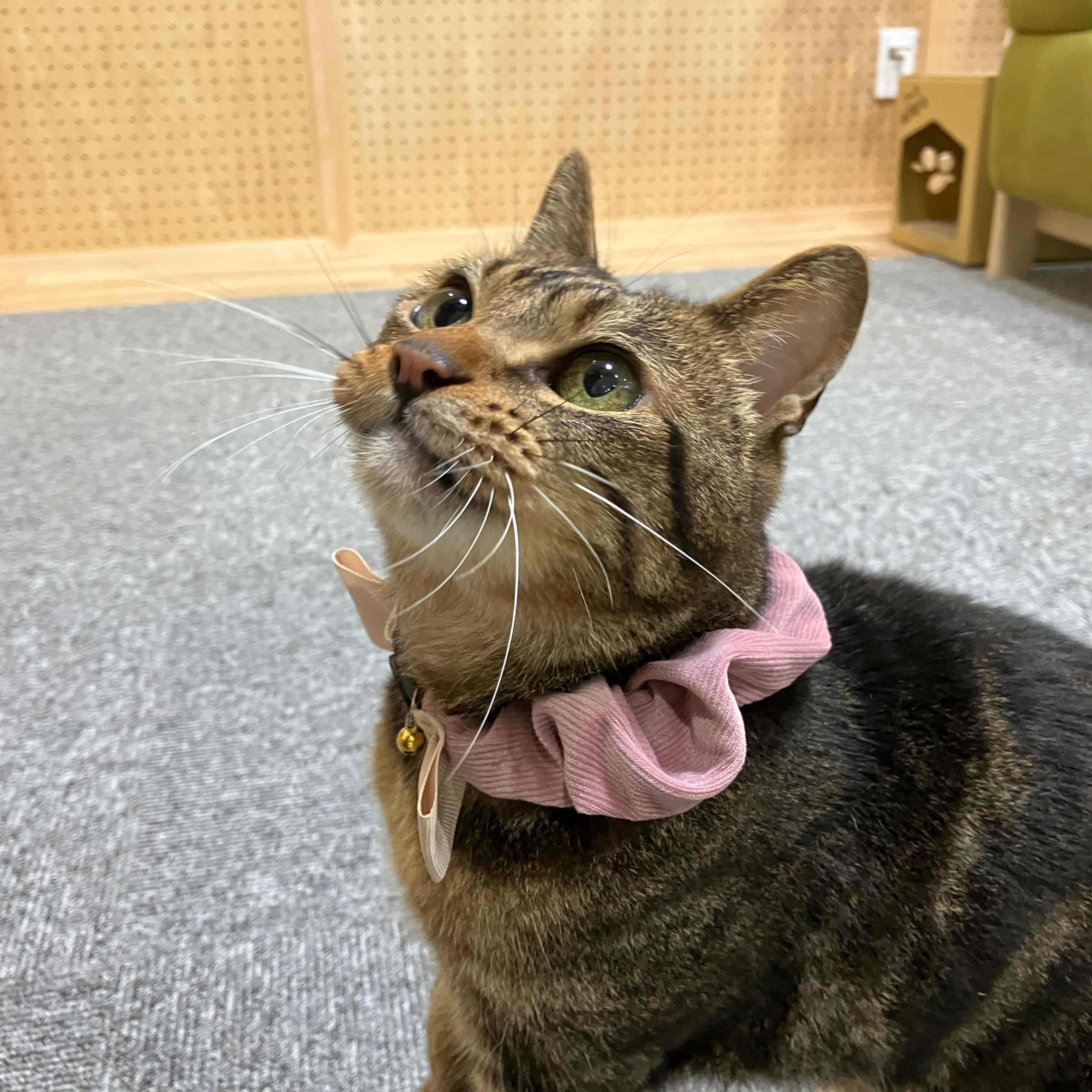 ねこモテアクセサリー首輪装着画