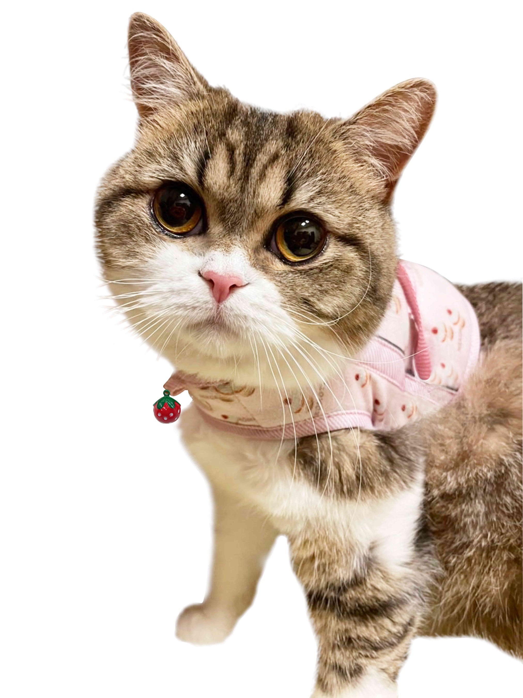 ねこモテWバンド胴輪付引ひも装着画