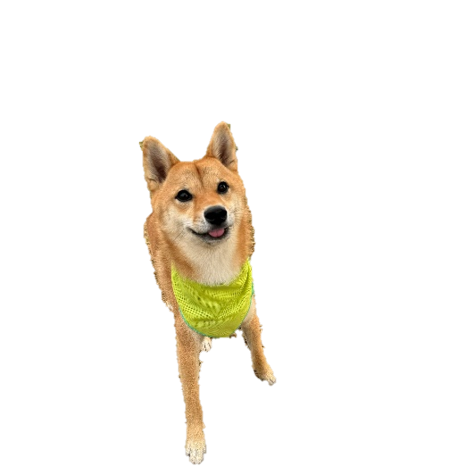 ライムグリーン着用社員犬