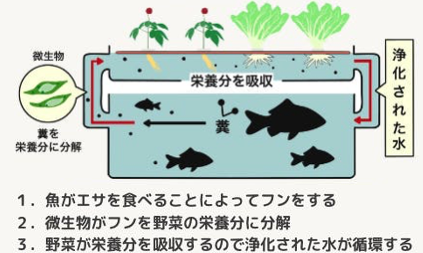 アクアポニックスの仕組み
