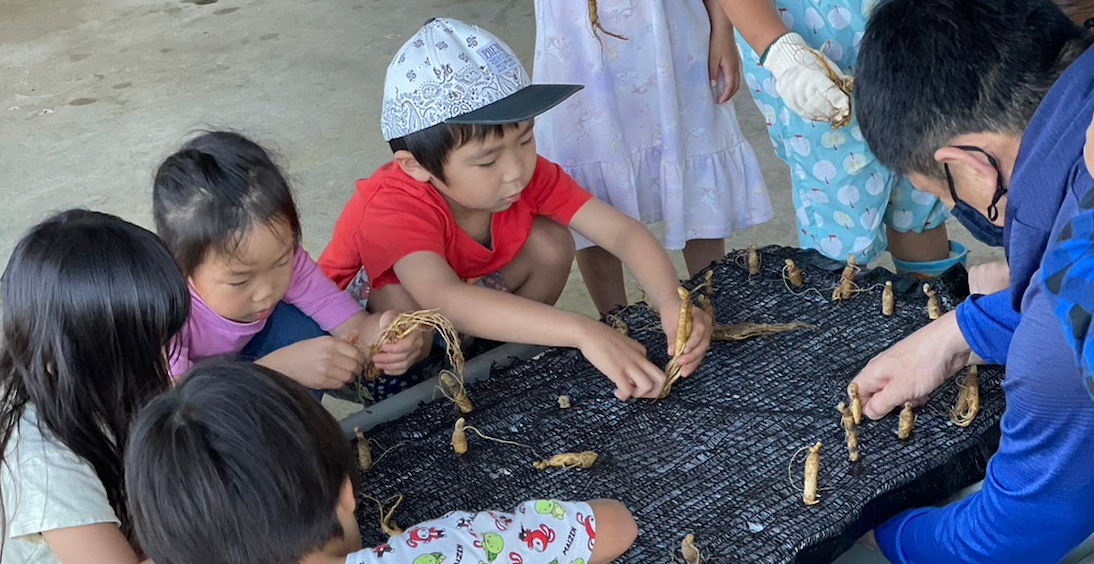 高麗人参の植付をする子どもたち