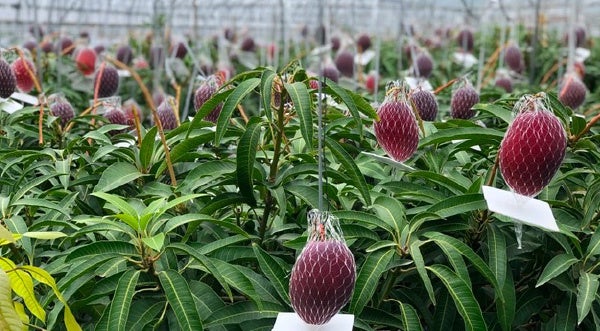 糖度20度以上の濃厚完熟マンゴー】Makuakeで「志布志湾マンゴー