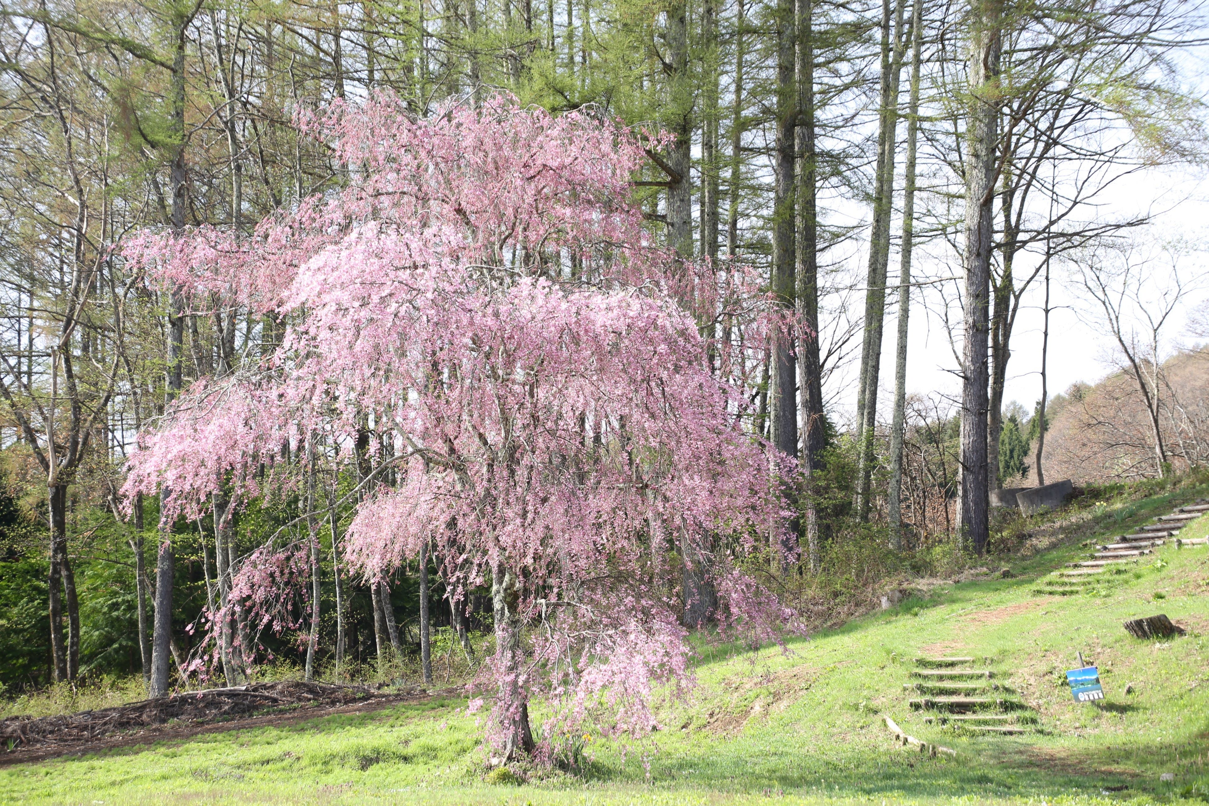 春には敷地内で桜が見れる