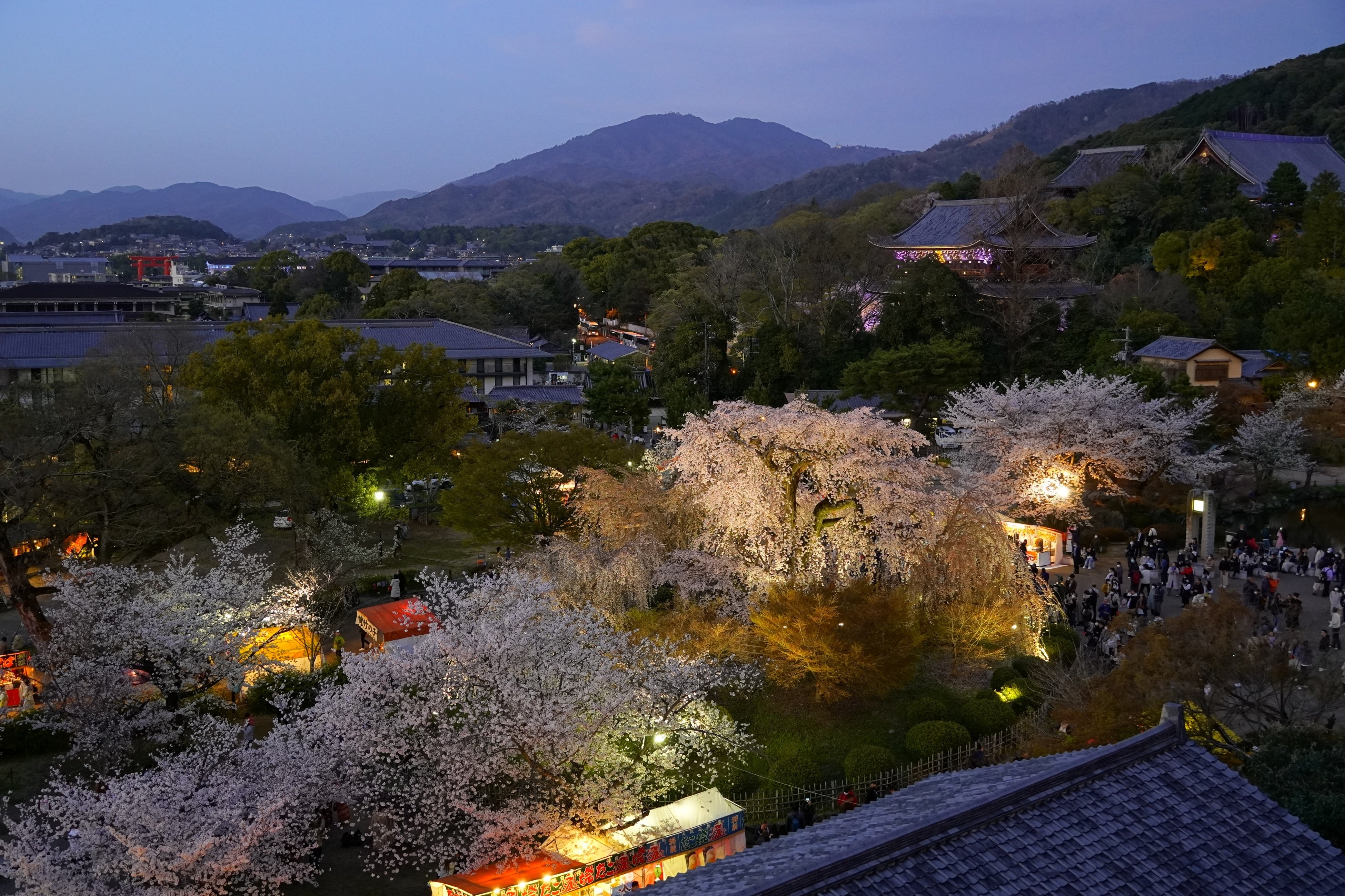 円山公園（夜/客室からの眺め）