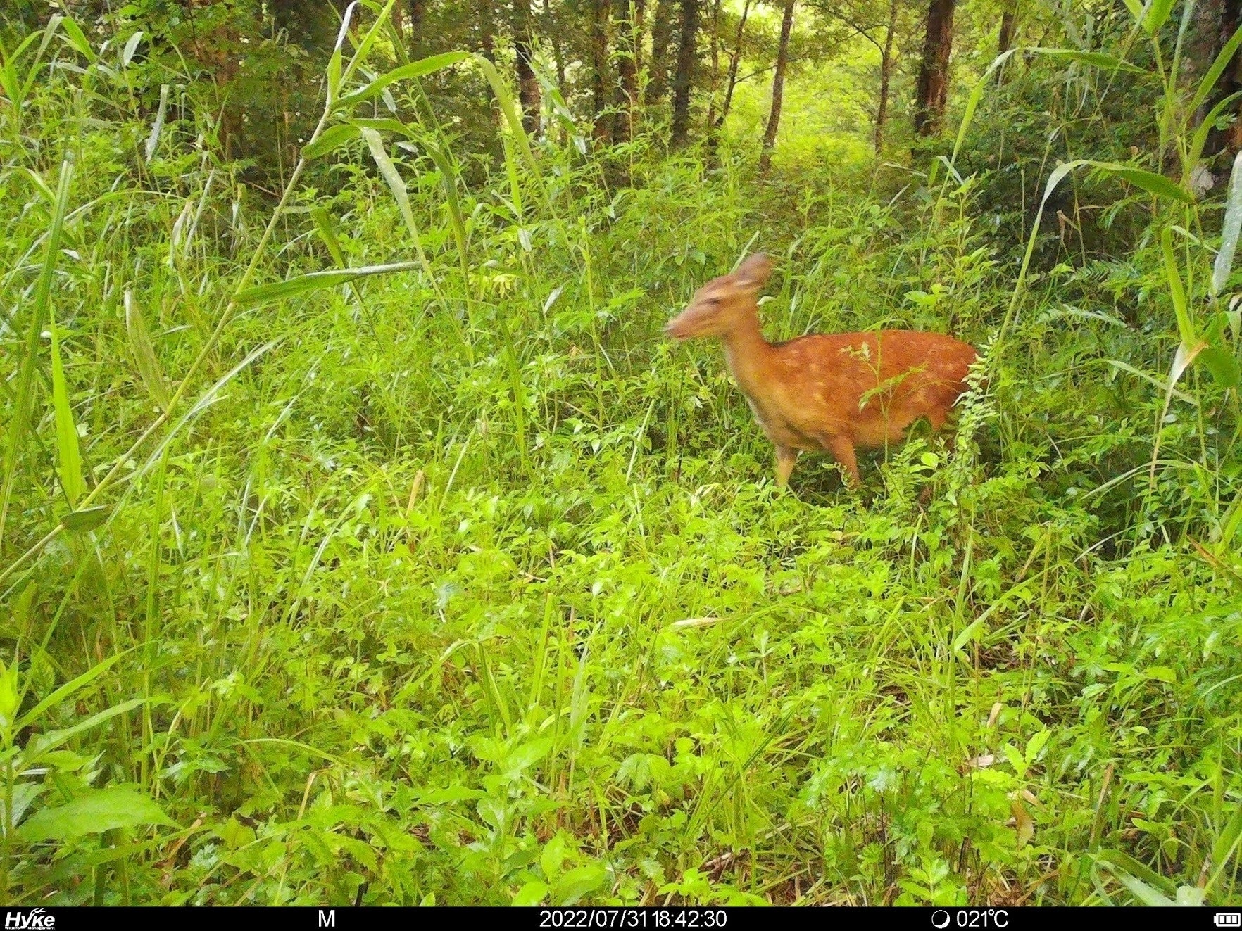 監視カメラ（シカ確認）