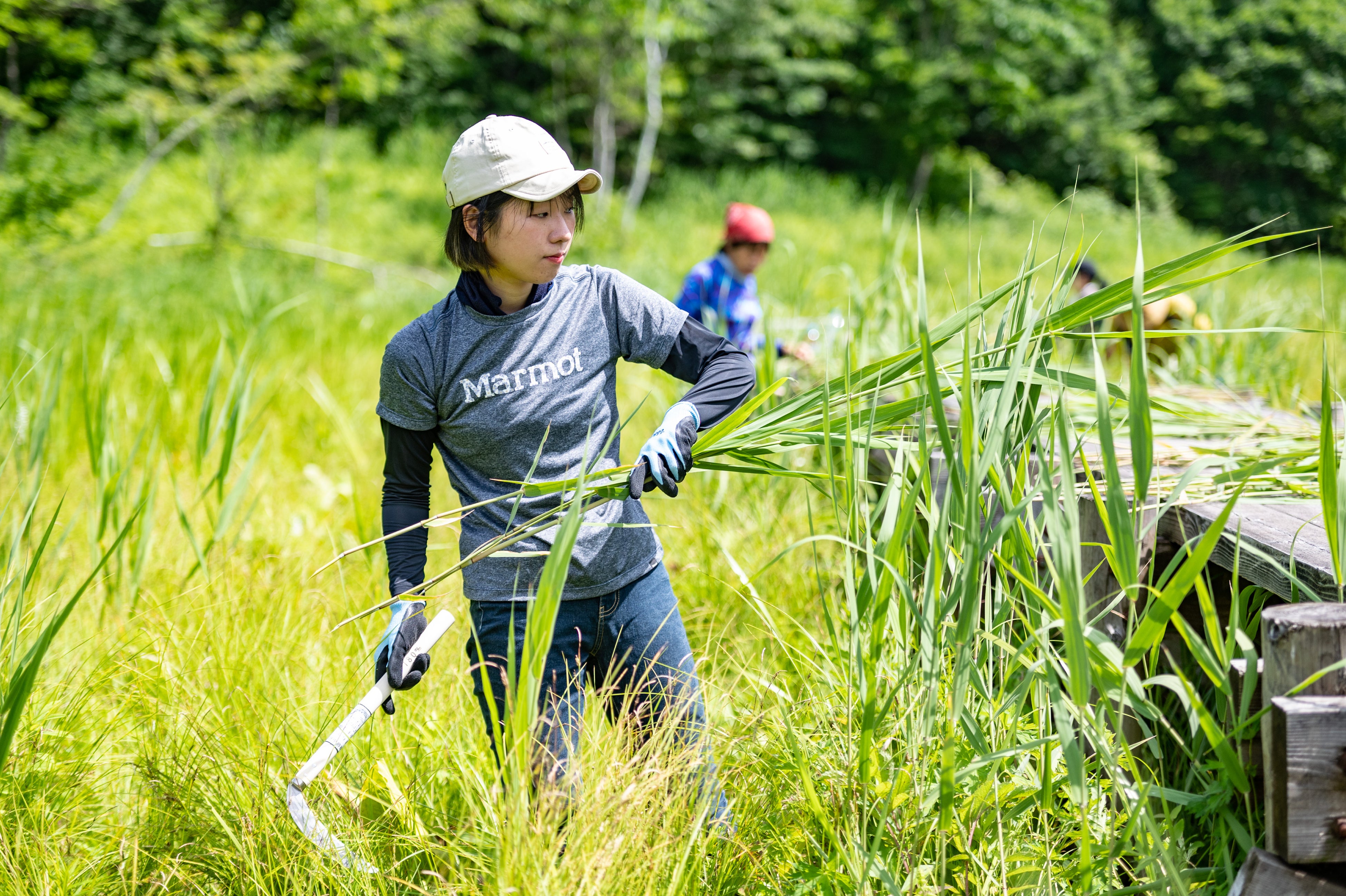 ヨシ刈り作業風景