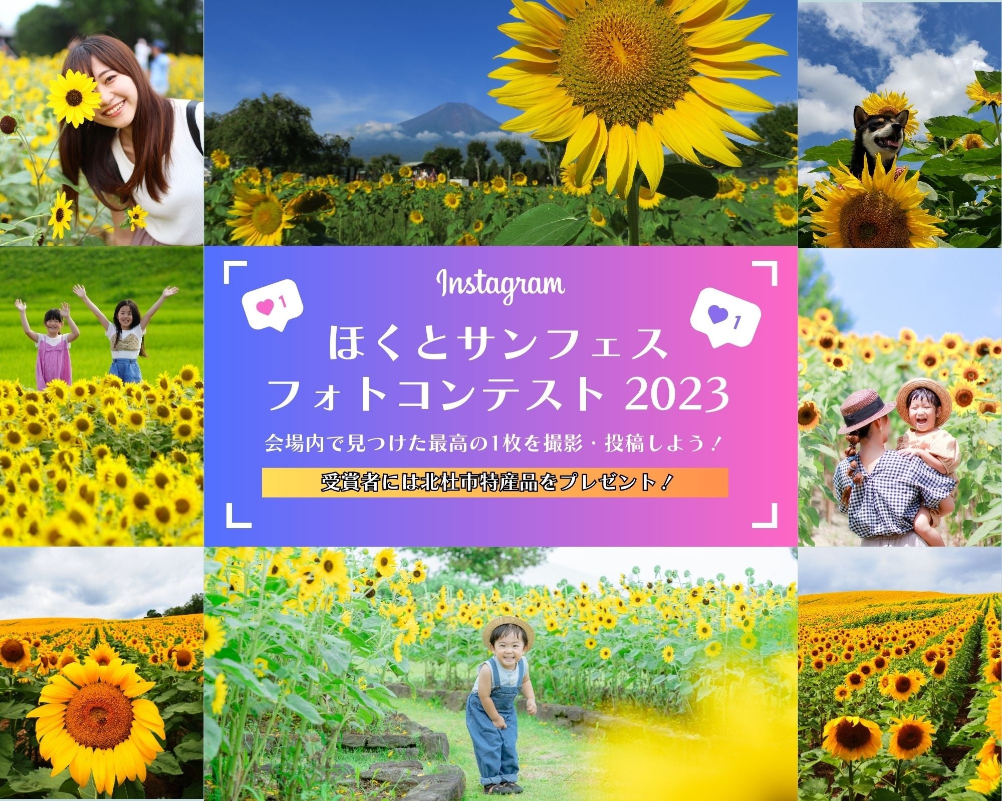 40万本のひまわり、360度の大パノラマ、絶景「サンフェス」4年ぶりに