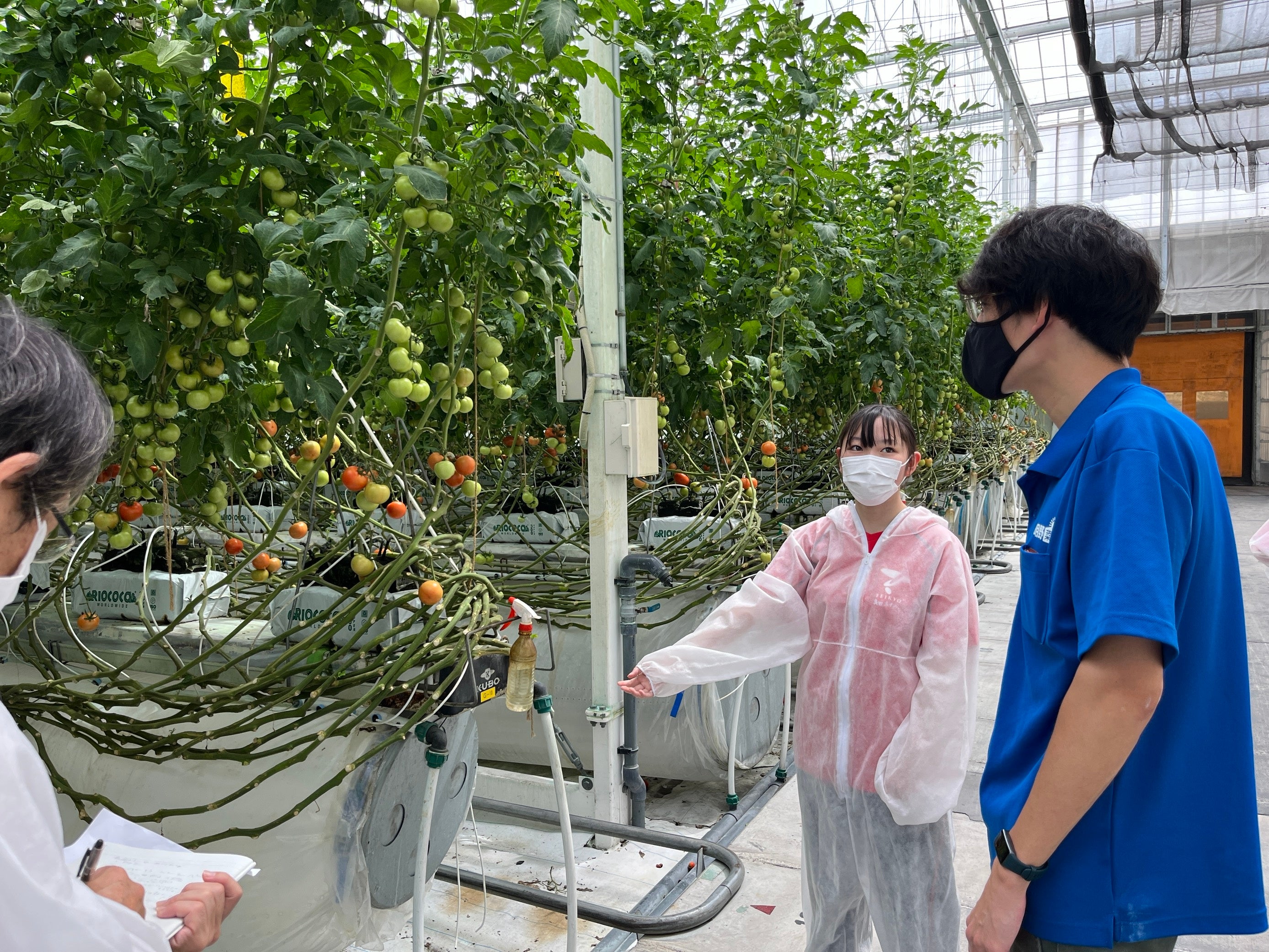 北杜市農業企業コンソーシアムの地下水を利用した野菜栽培の視察の様