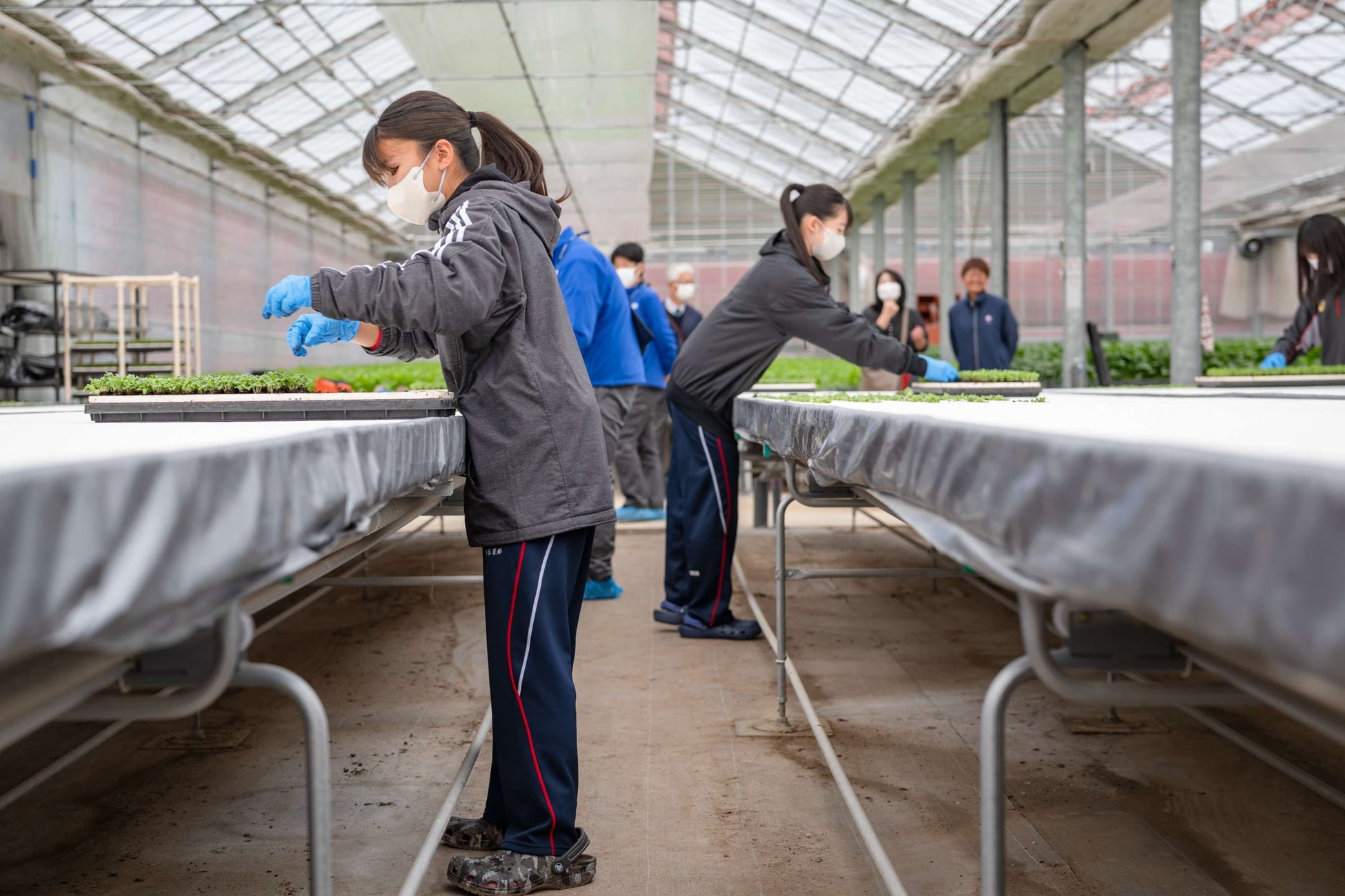 NXアグリグロウ内水耕栽培野菜苗の定植体験学
