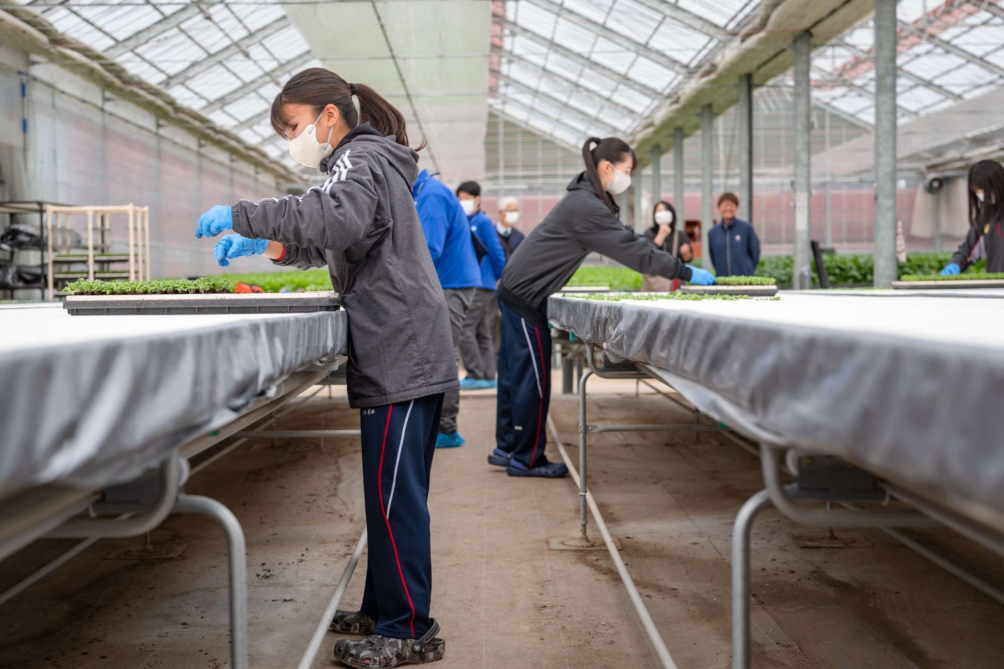 ＮＸアグリグロウ内水耕栽培野菜苗の定植体験学