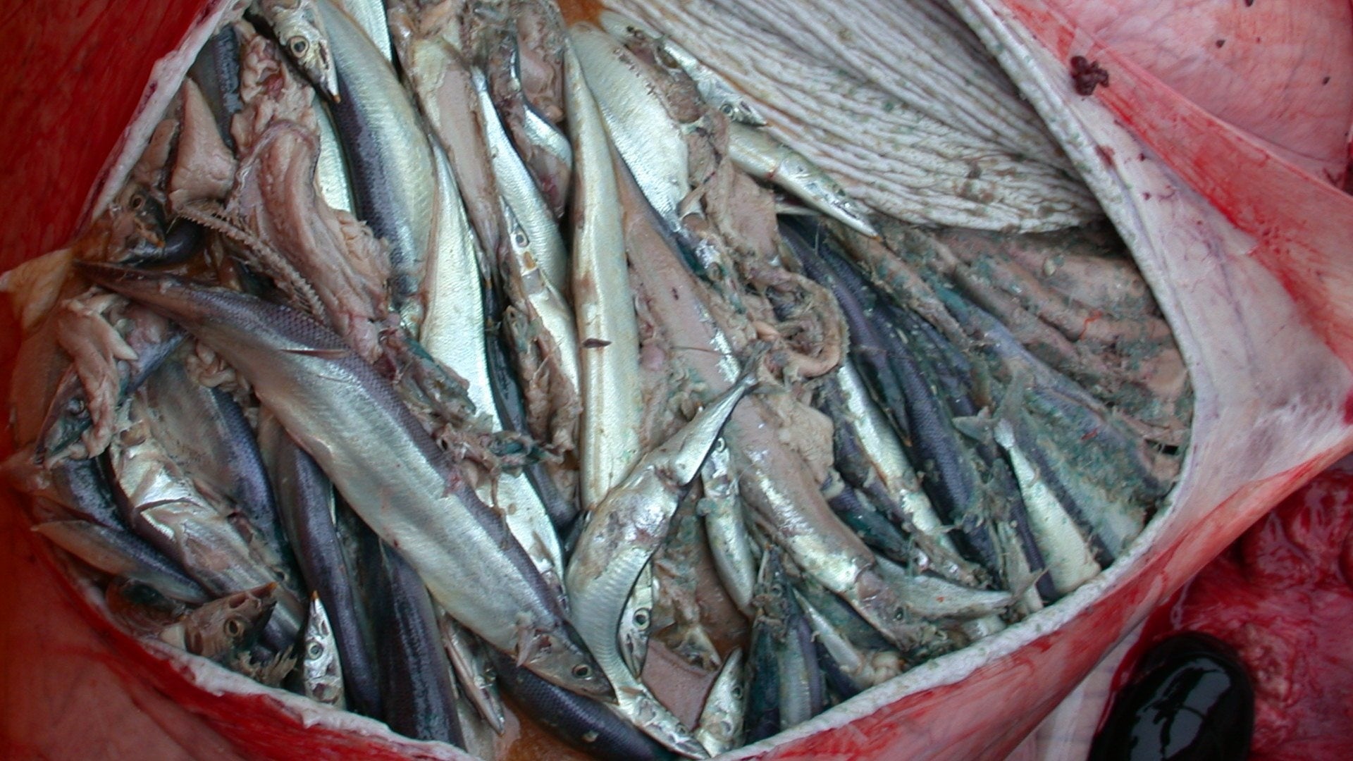 ▲鯨の胃内容物（サンマ）