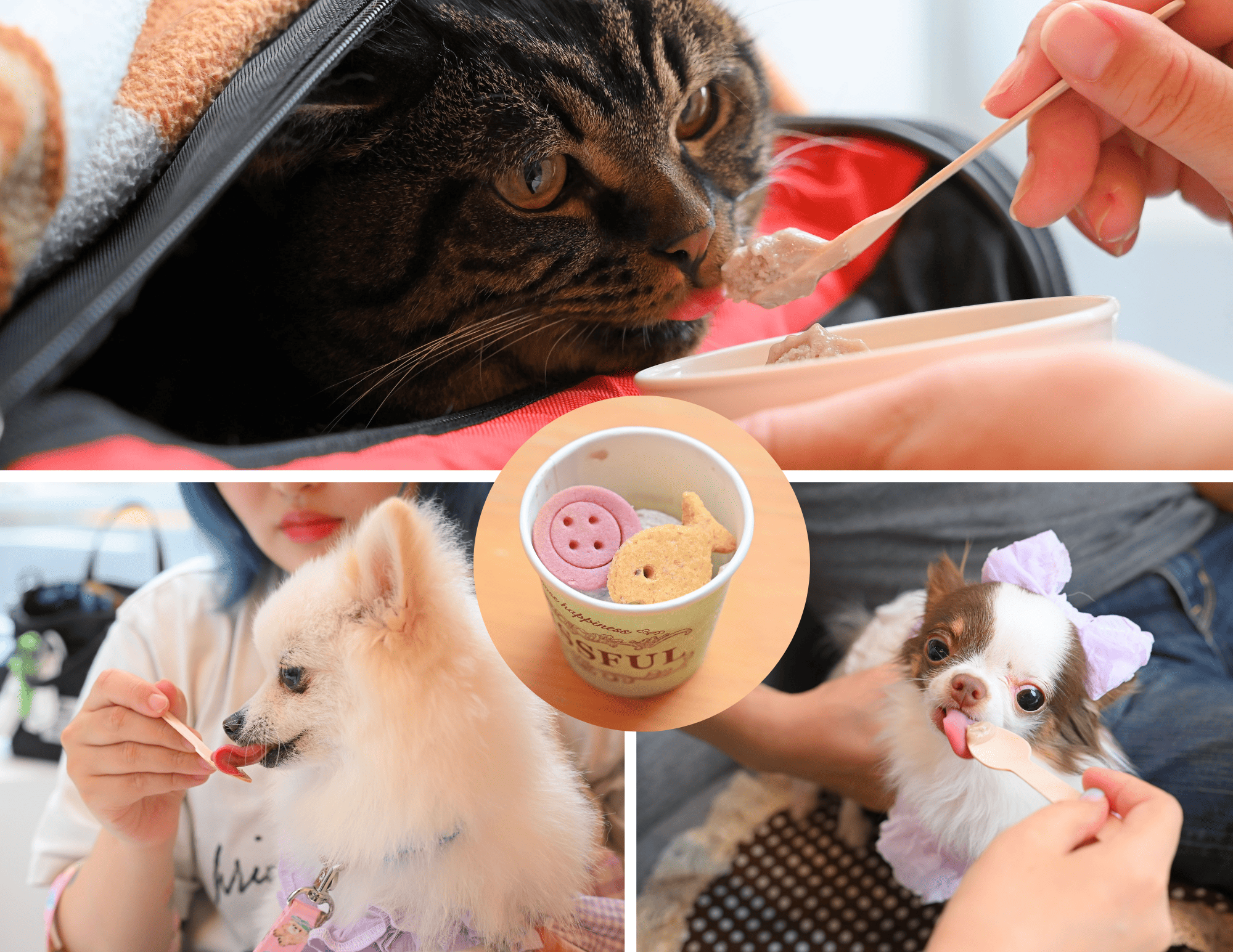美味しそうにアイスクリームを食べるわんちゃん・ねこちゃんの様子