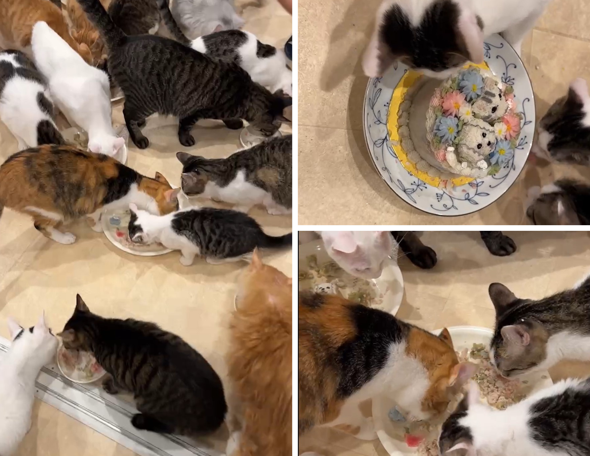 NPO法人 Happy-Wildcats（里親会 シェルター）様