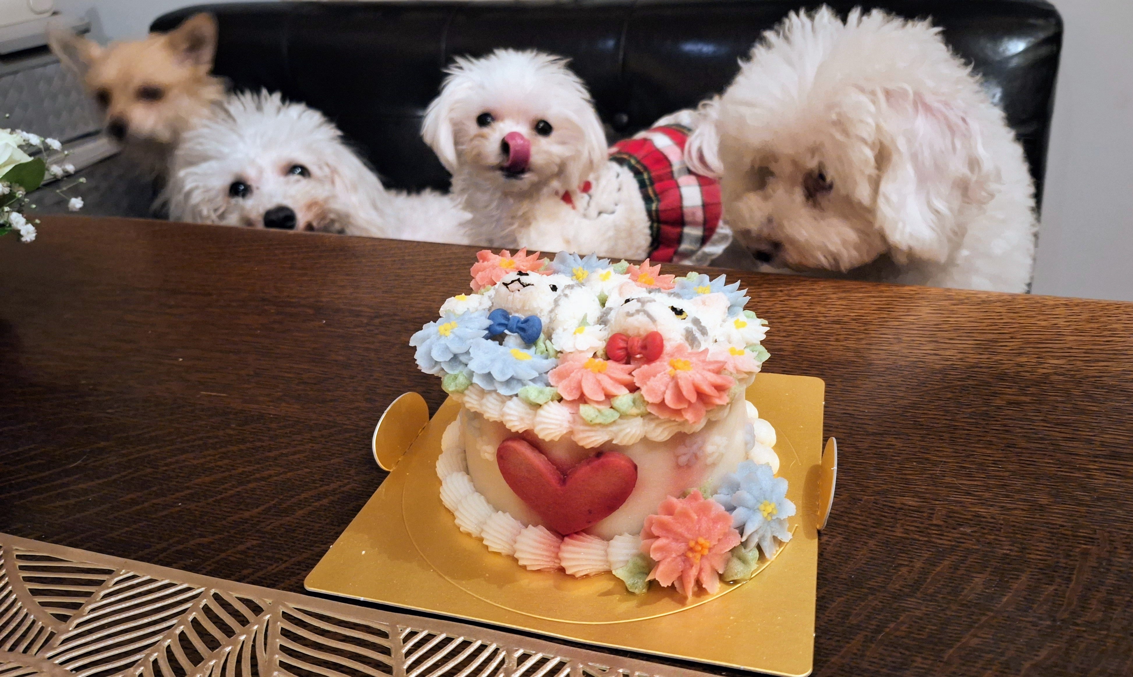 ちっちゃな、保護犬支援団体 ケンの家 様