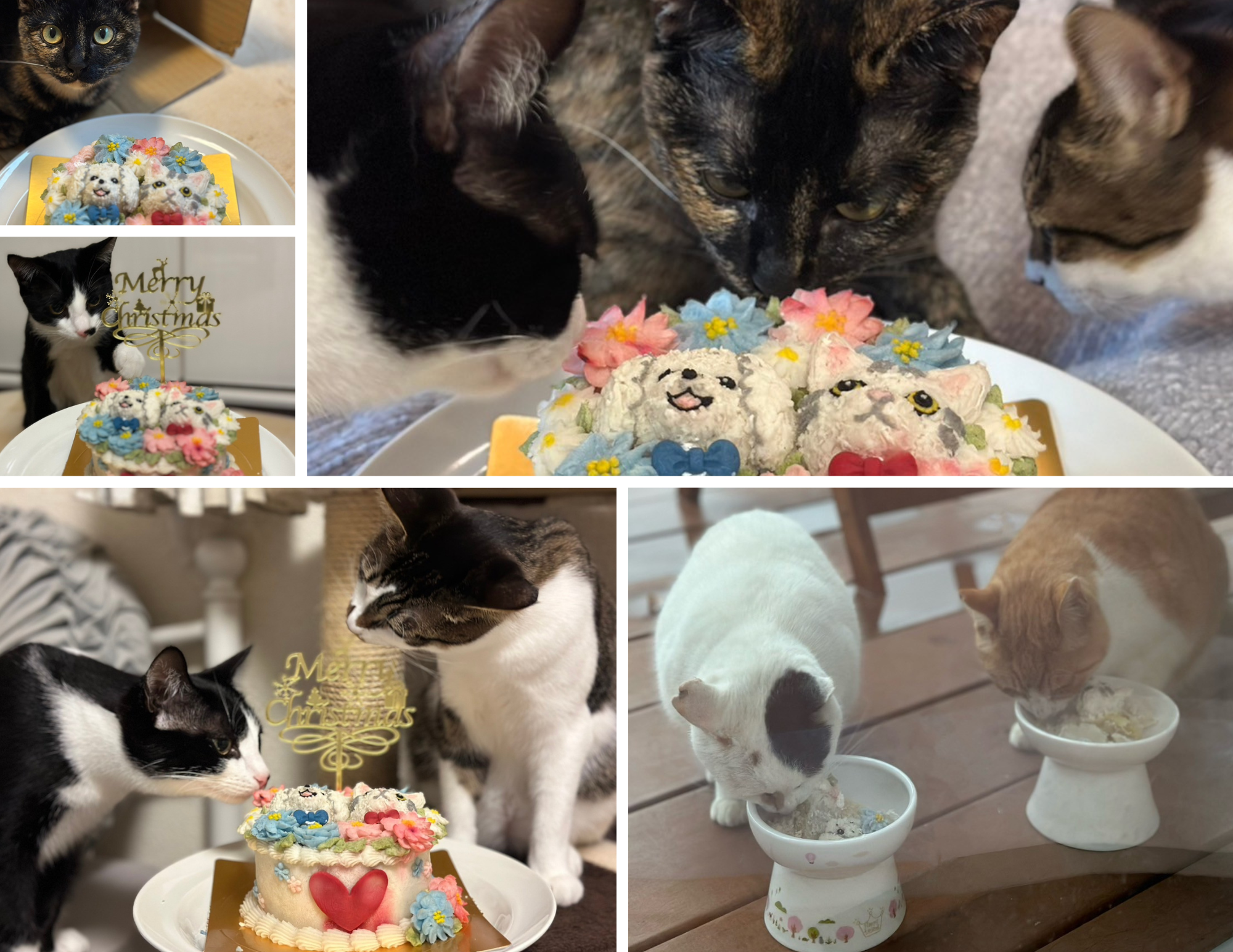 個人で保護猫活動を行っている田中 様