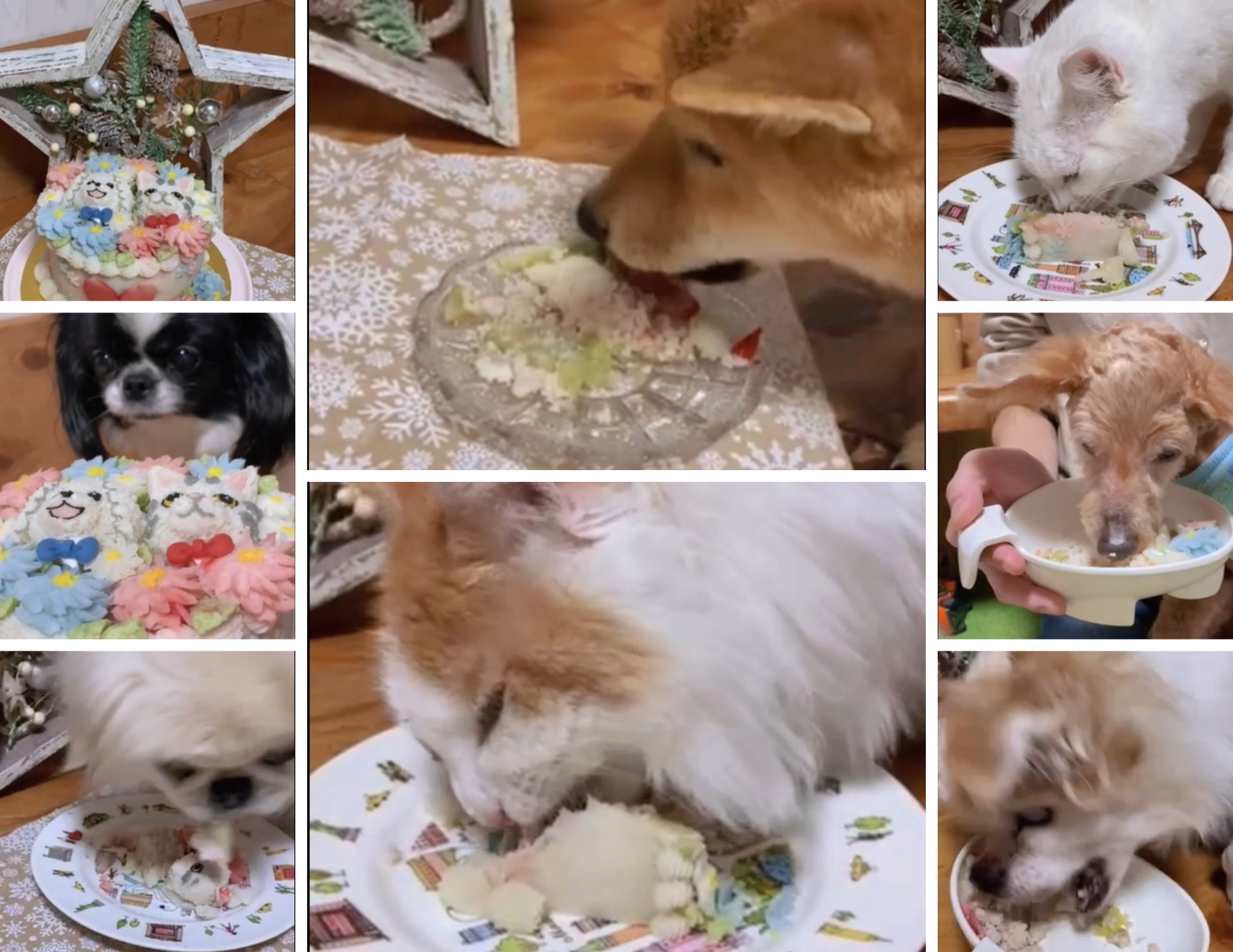 保護犬と猫のお家 Lima o mama 様