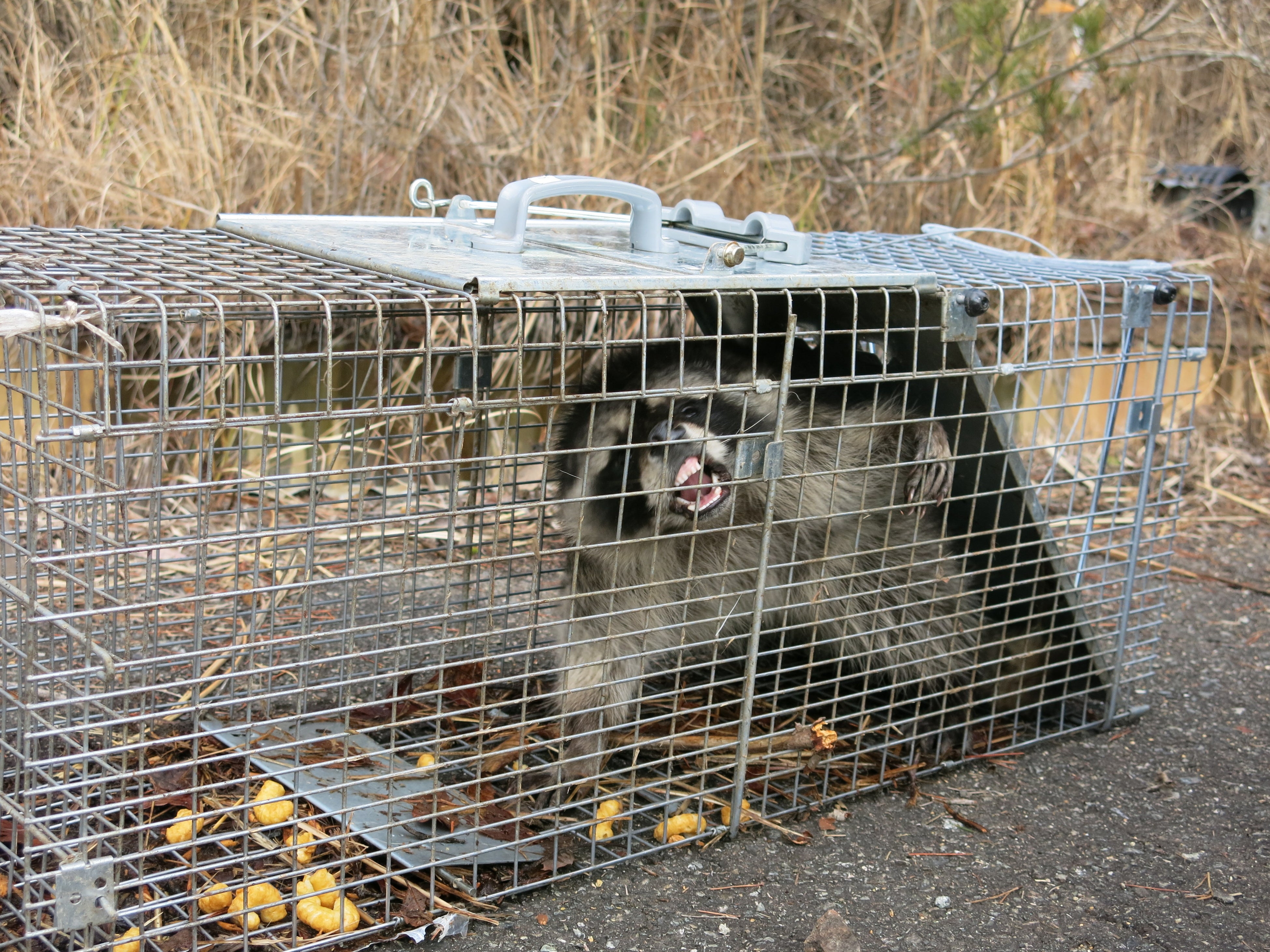 有害鳥獣・外来生物対策