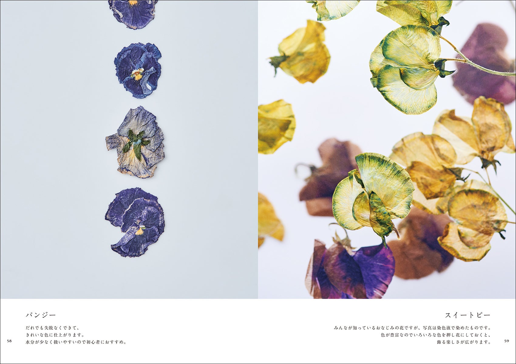 懐かしくて新しい植物の楽しみ方を提案 季節の花を押し花にして1種類ずつ紹介する写真集のような新しい押し花図鑑 株式会社誠文堂新光社のプレスリリース 懐かしくて新しい植物の楽しみ方を提案 季節の花を押し花にして1種類ずつ紹介する写真集のような新しい押し花図鑑 株式会社誠文堂新光社のプレスリリース