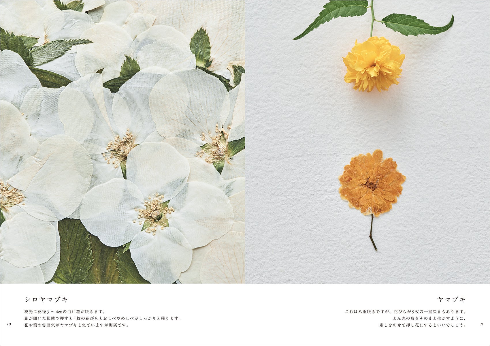 懐かしくて新しい植物の楽しみ方を提案 季節の花を押し花にして1種類ずつ紹介する写真集のような新しい押し花図鑑 株式会社誠文堂新光社のプレスリリース 懐かしくて新しい植物の楽しみ方を提案 季節の花を押し花にして1種類ずつ紹介する写真集のような新しい押し花図鑑 株式会社誠文堂新光社のプレスリリース