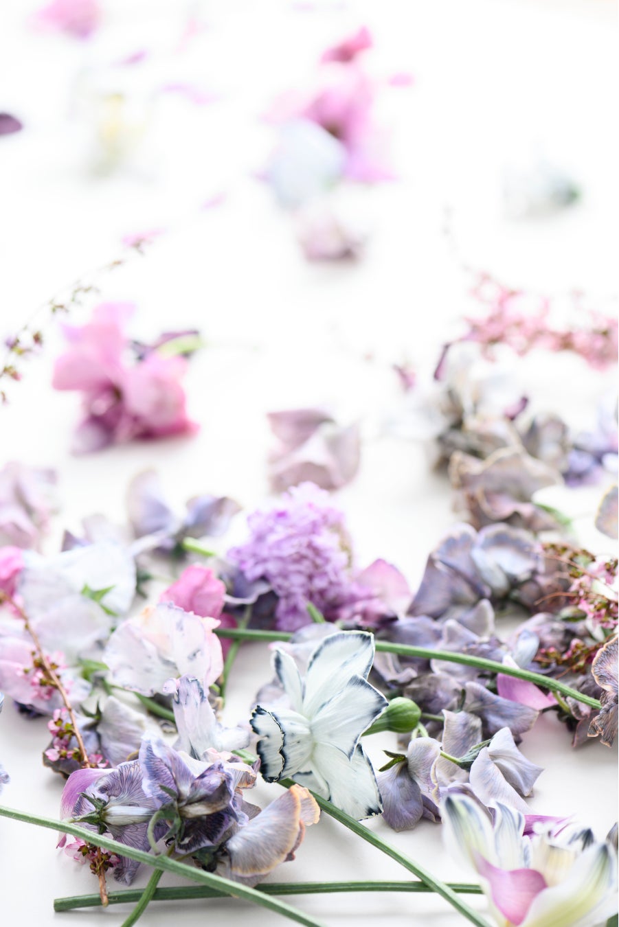 photo 三浦希衣子 design Takanashi design