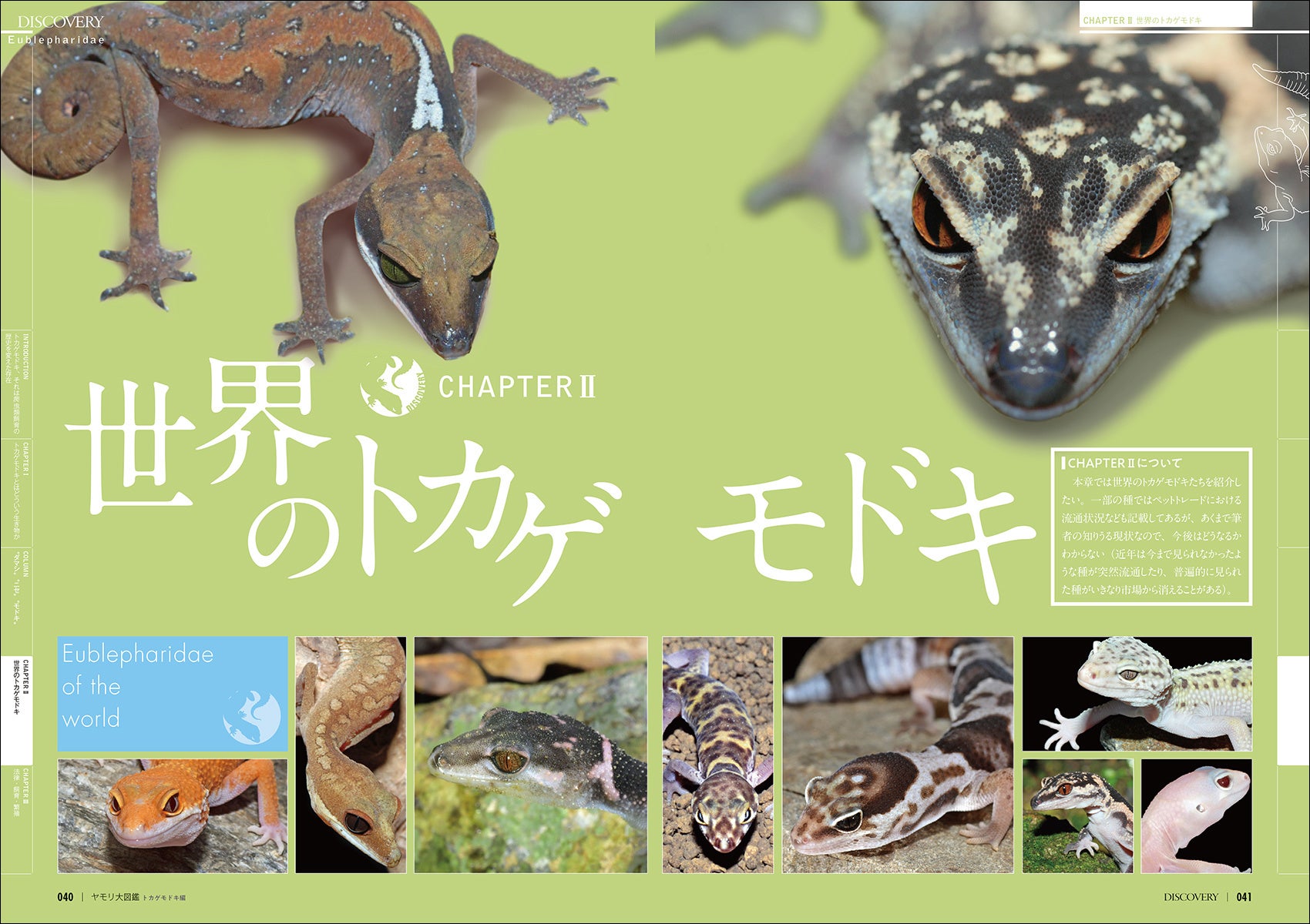 大人気ヒョウモントカゲモドキが属するトカゲモドキ科の大図鑑