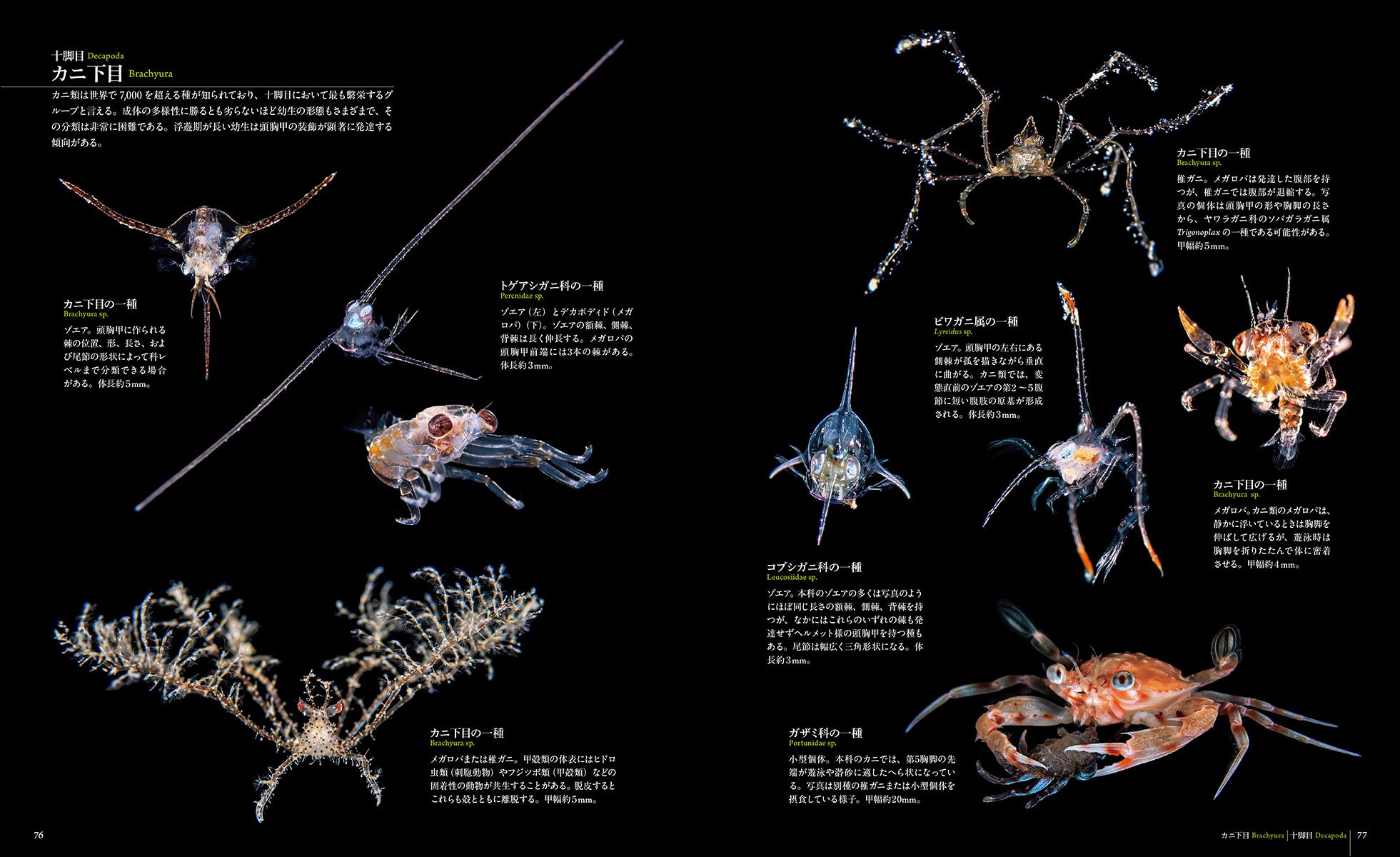 鈴　大きさ形＊素材＊色々　＊プロフ必読 鈴.SUZUNE@プロフ一読下さい。さま専用販売ページ⁄ - メルカリ