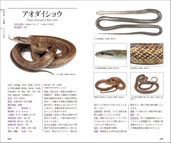 野外観察に必携! 日本のヘビ43種+4亜種を網羅し、色彩・地域変異も多数収録。充実した検索表付きのハンディ版ヘビ図鑑が登場! | 株式会社誠文 ...