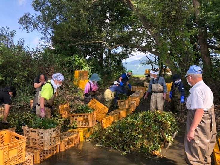 猪苗代湖での菱刈りボランティアの様子