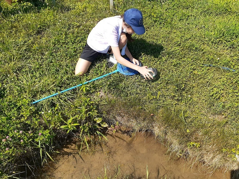 トノサマガエル