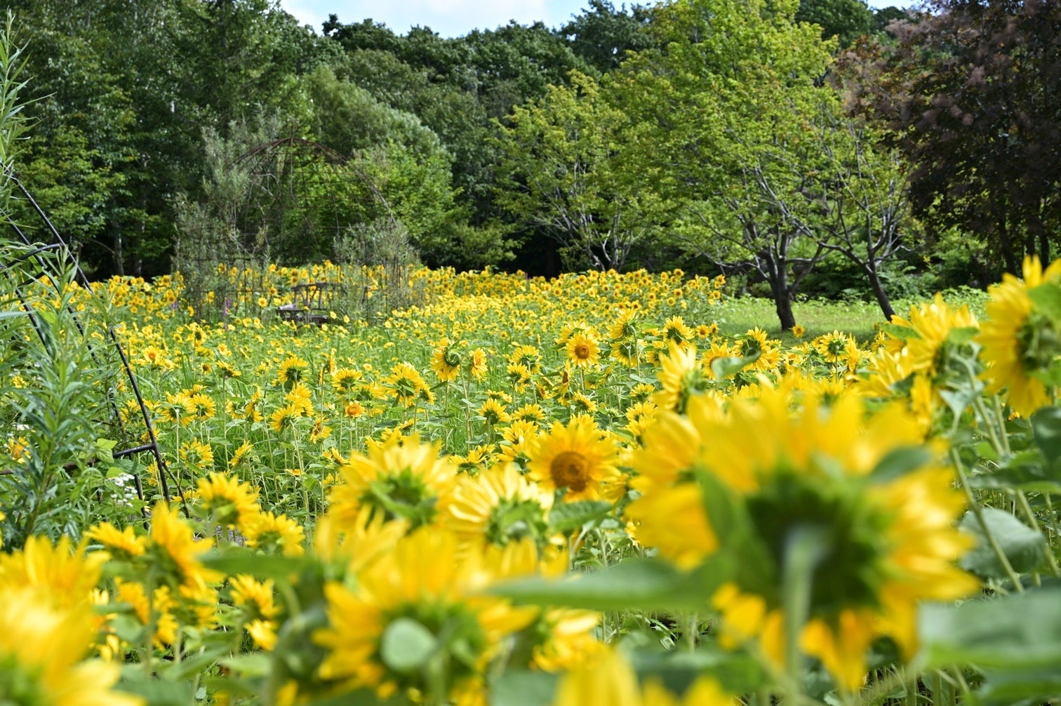ひまわりばたけ
