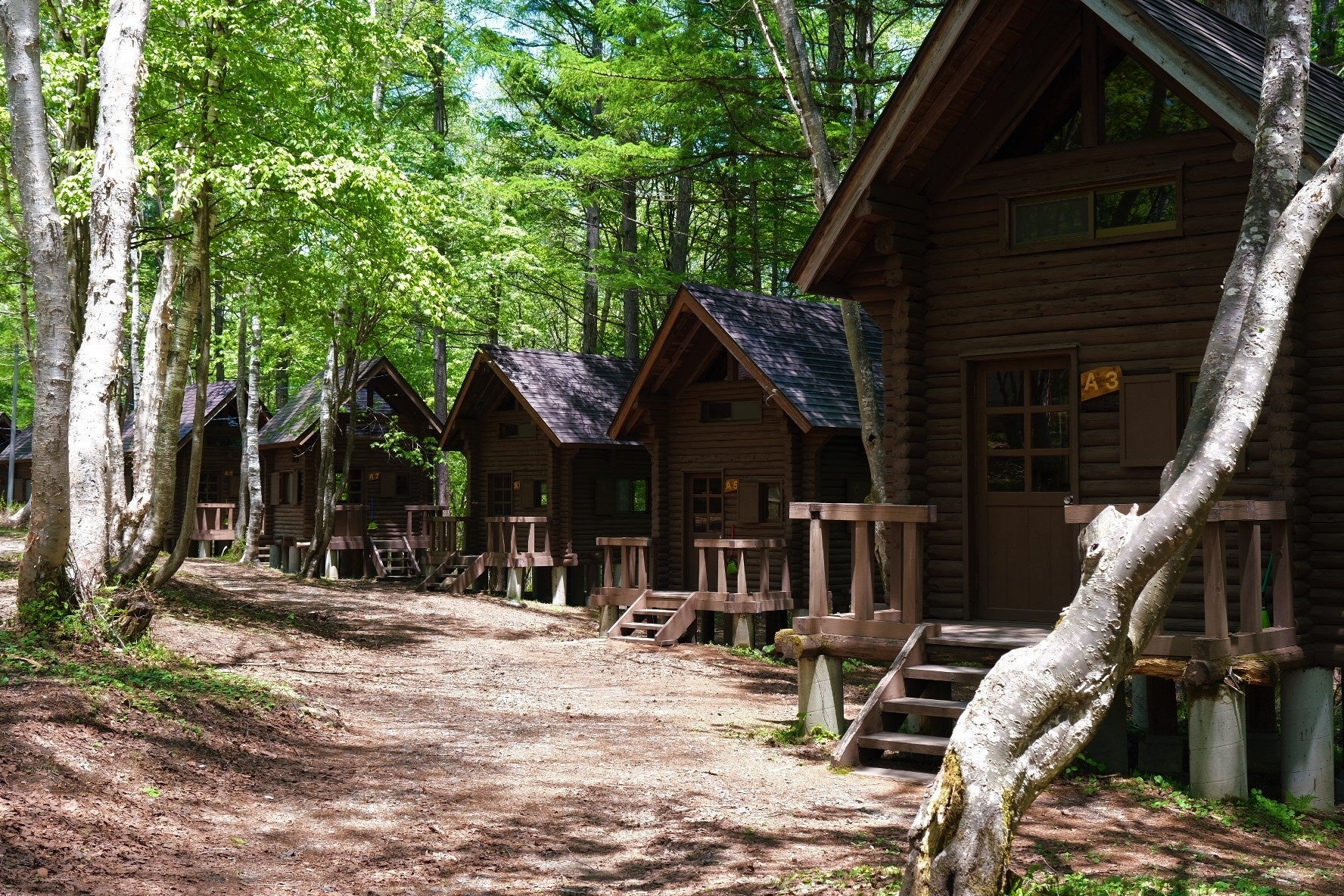 白樺に囲まれたログハウス