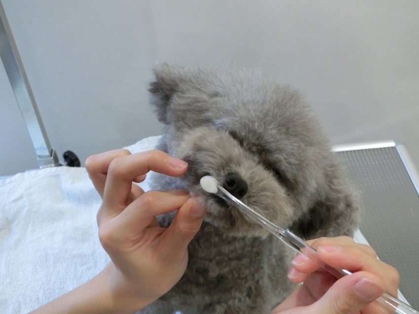 泡雪歯ブラシとオゾン水を使った歯磨き