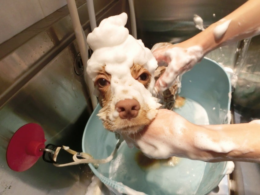 獣医師監修の泡パックでリラックスするワンちゃん