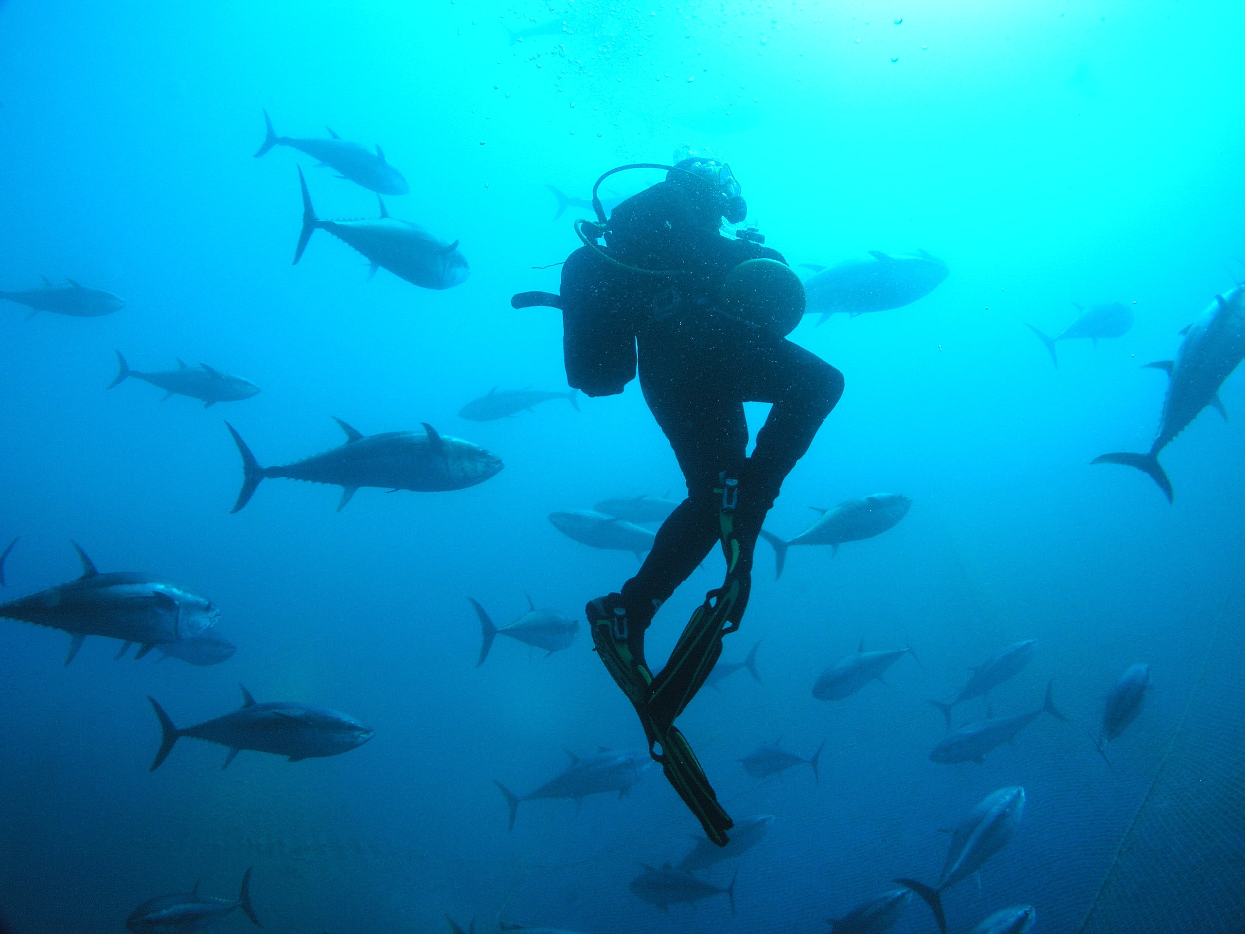 潜水士業務イメージ（実際の業務とは異なる場合があります）