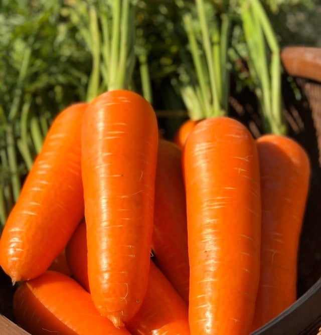 121492-10-f75f885329905051ba3f43235347f960-640x668.jpg?width=1950&height=1350&quality=85&format=jpeg&auto=webp&fit=bounds&bg-color=fff