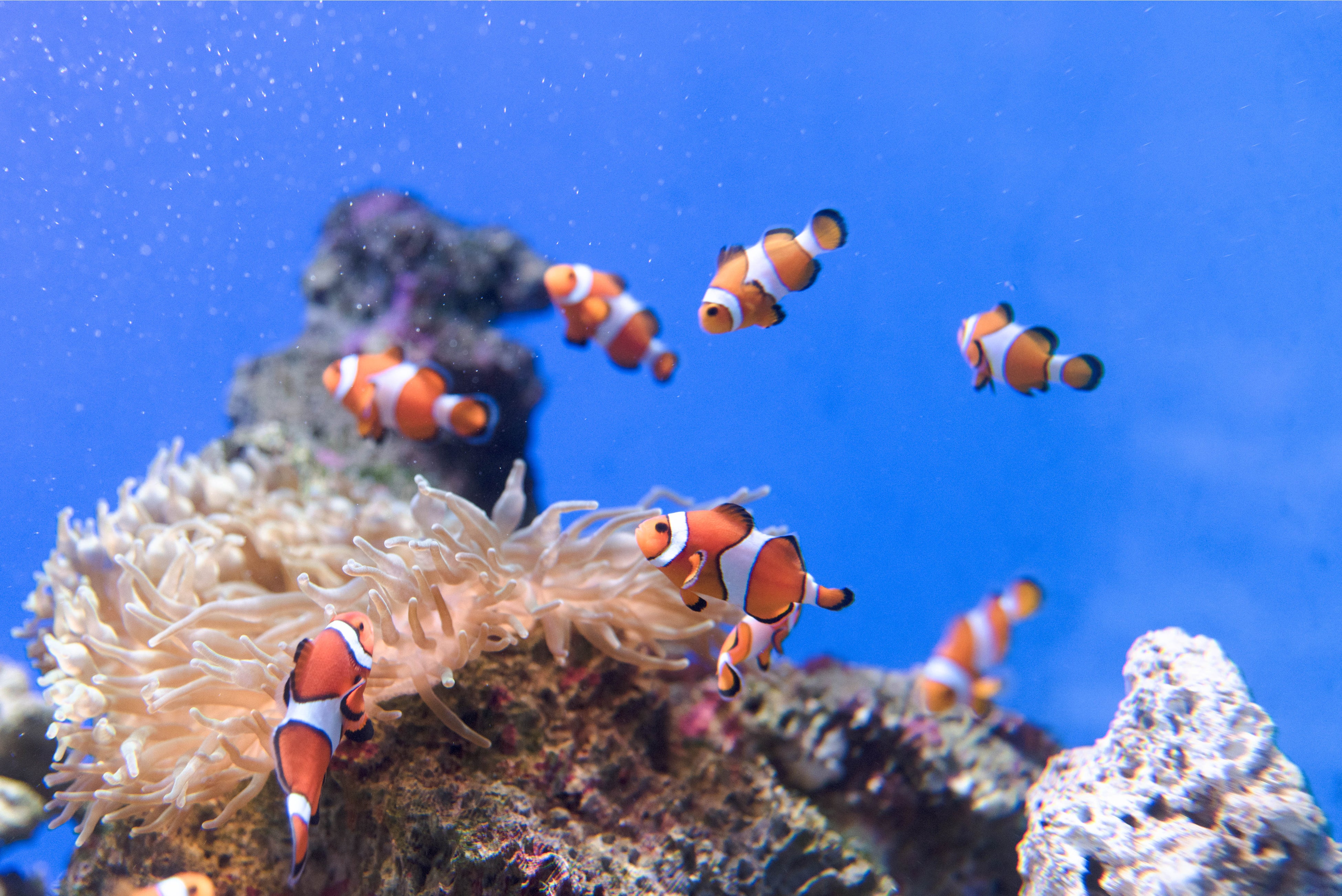 カクレクマノミ