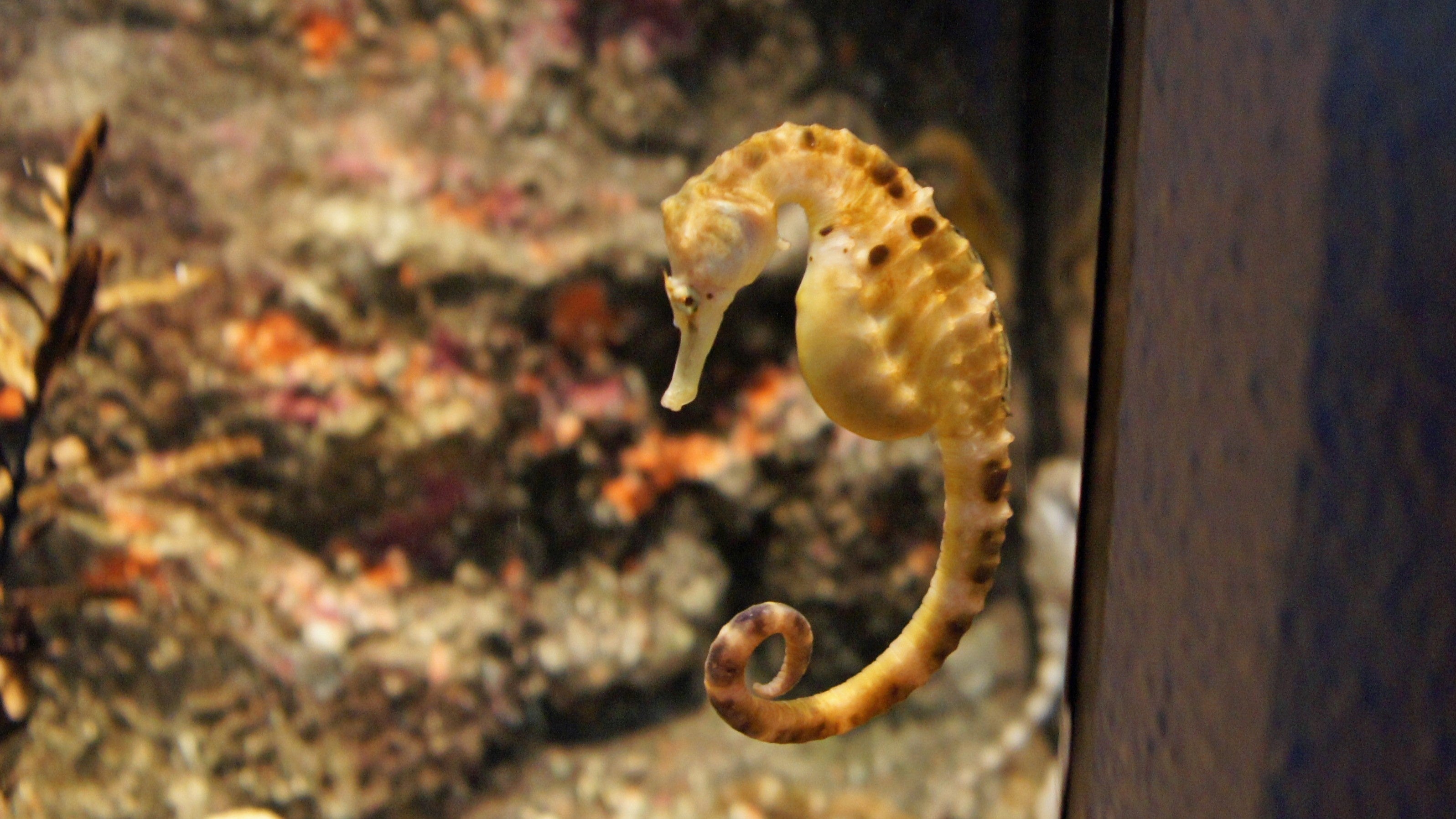 2024年の干支は辰「タツノオトシゴ」