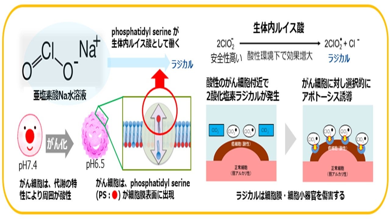 角結膜疾患の治療戦略 薬物治療と手術の最前線（裁断済み） Amazon.com: 角結膜疾患の治療戦略: 薬物治療と手術の最前線