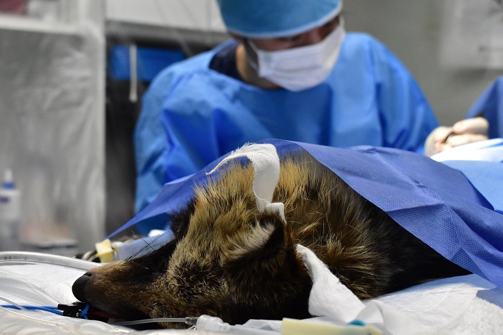 人為的な事故で傷付く野生動物の為に、東京に救護園を作る