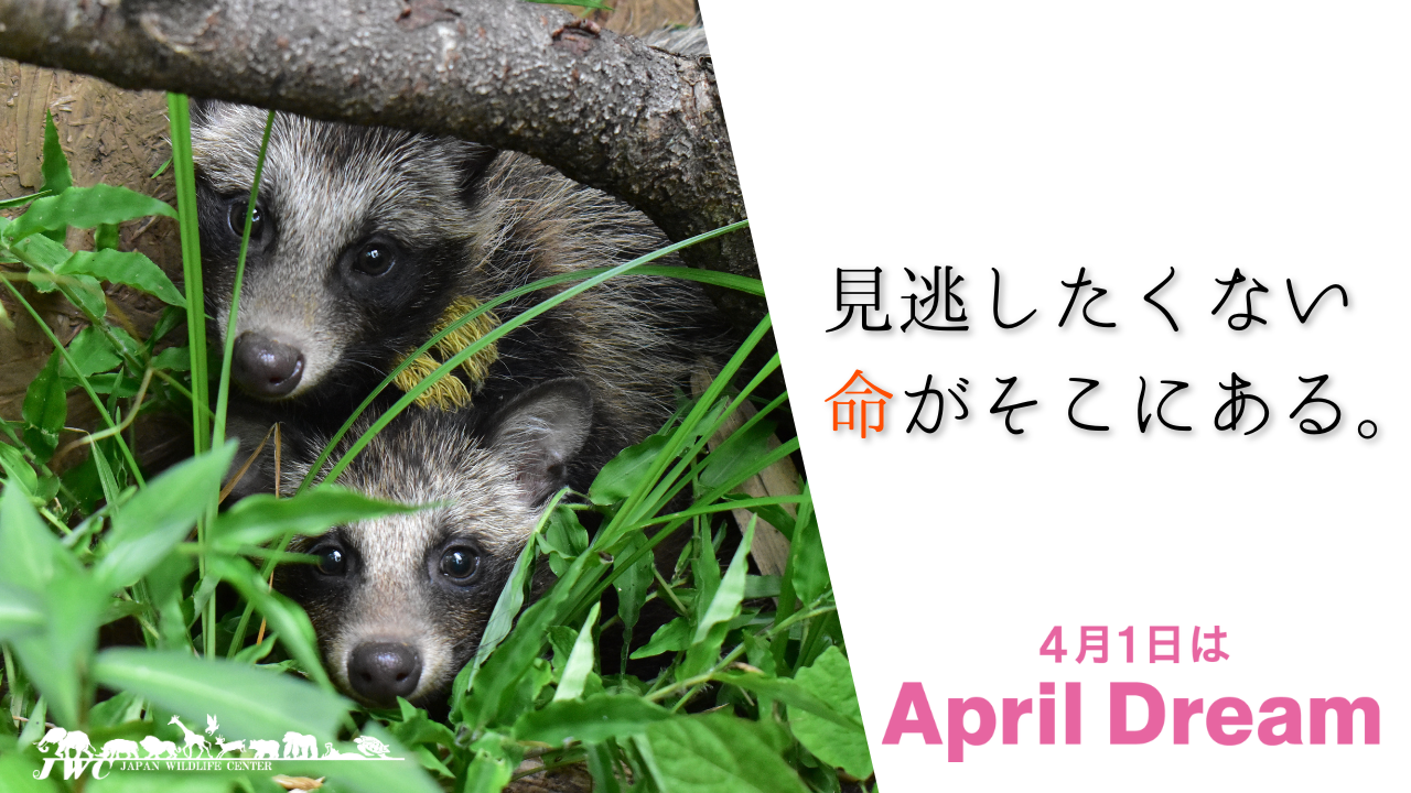 人為的な事故で傷付く野生動物の為に、東京に救護園を作る