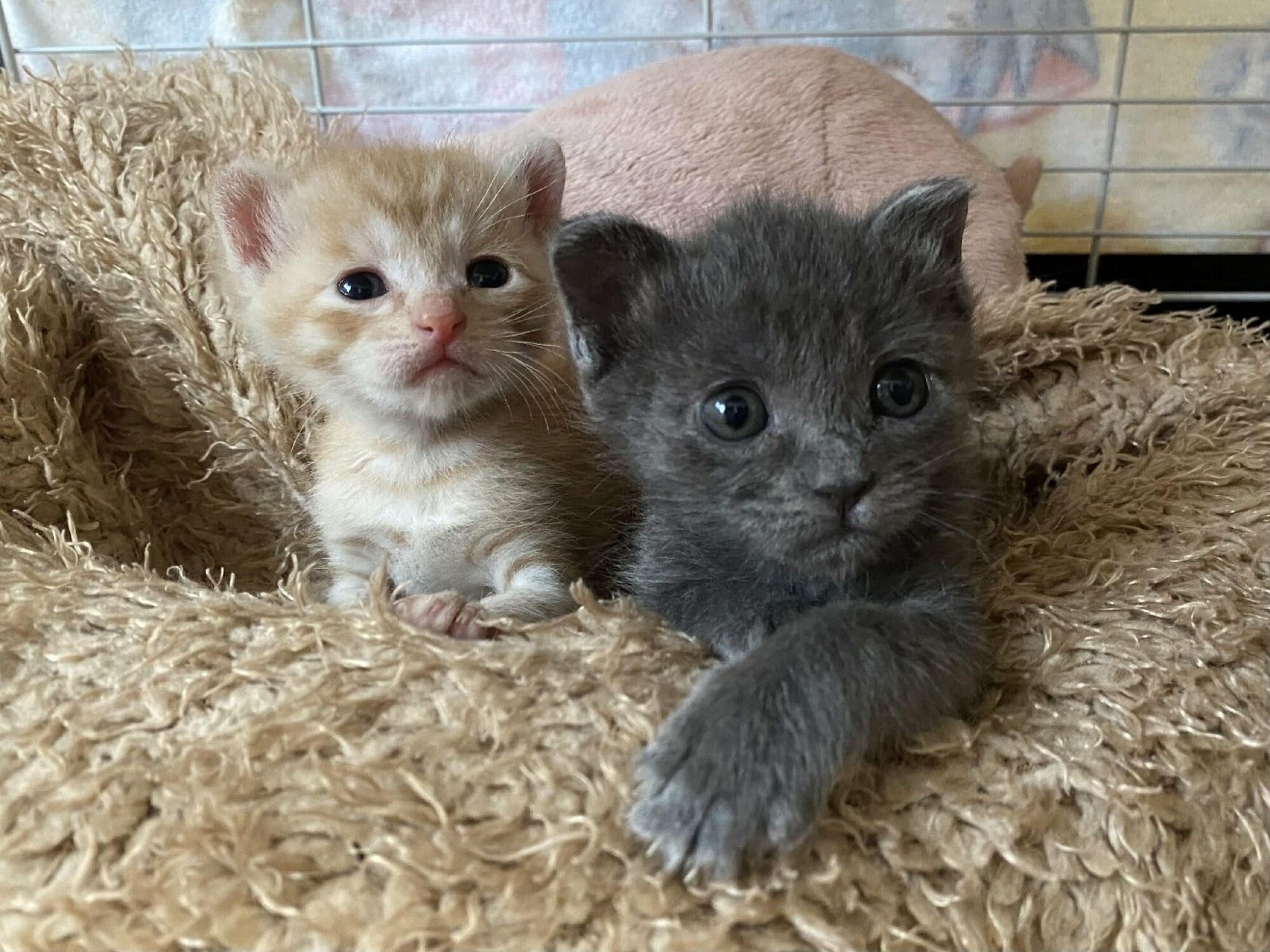 断捨離꙳★* °ねこ二世様確認用 断捨離꙳☆* °ねこ二世様確認用