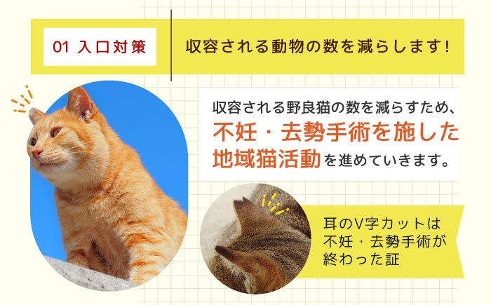 断捨離꙳★* °ねこ二世様確認用 断捨離꙳☆* °ねこ二世様確認用