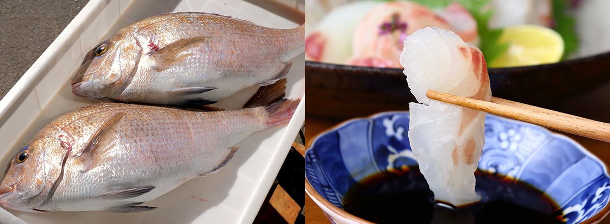 あなたに逢い鯛。】養殖家とデザイン会社の異色のコラボ！南伊勢