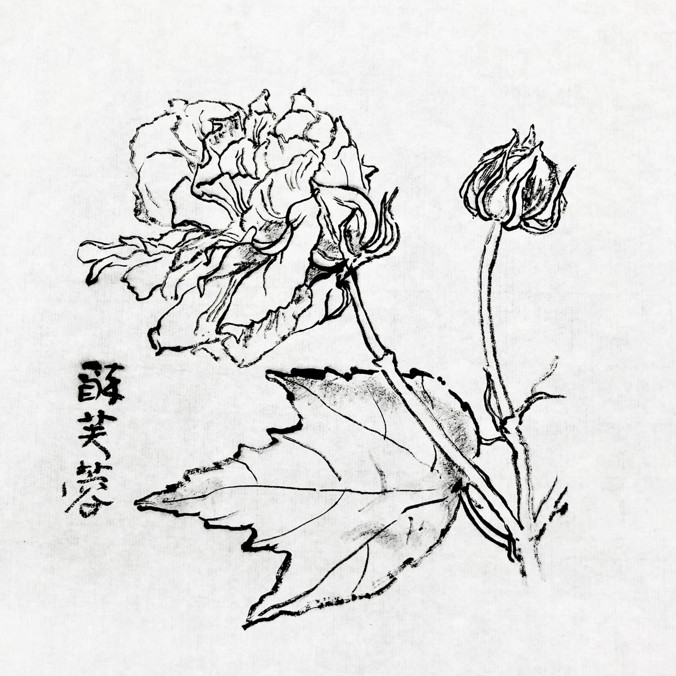 完成品イメージ図 《酔芙蓉スケッチ》  足立正平画