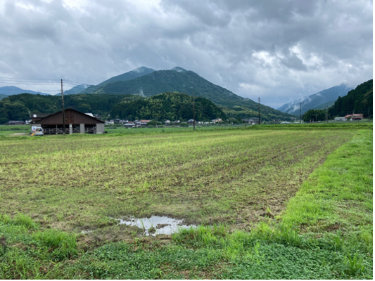 トウモロコシの種をまく畑