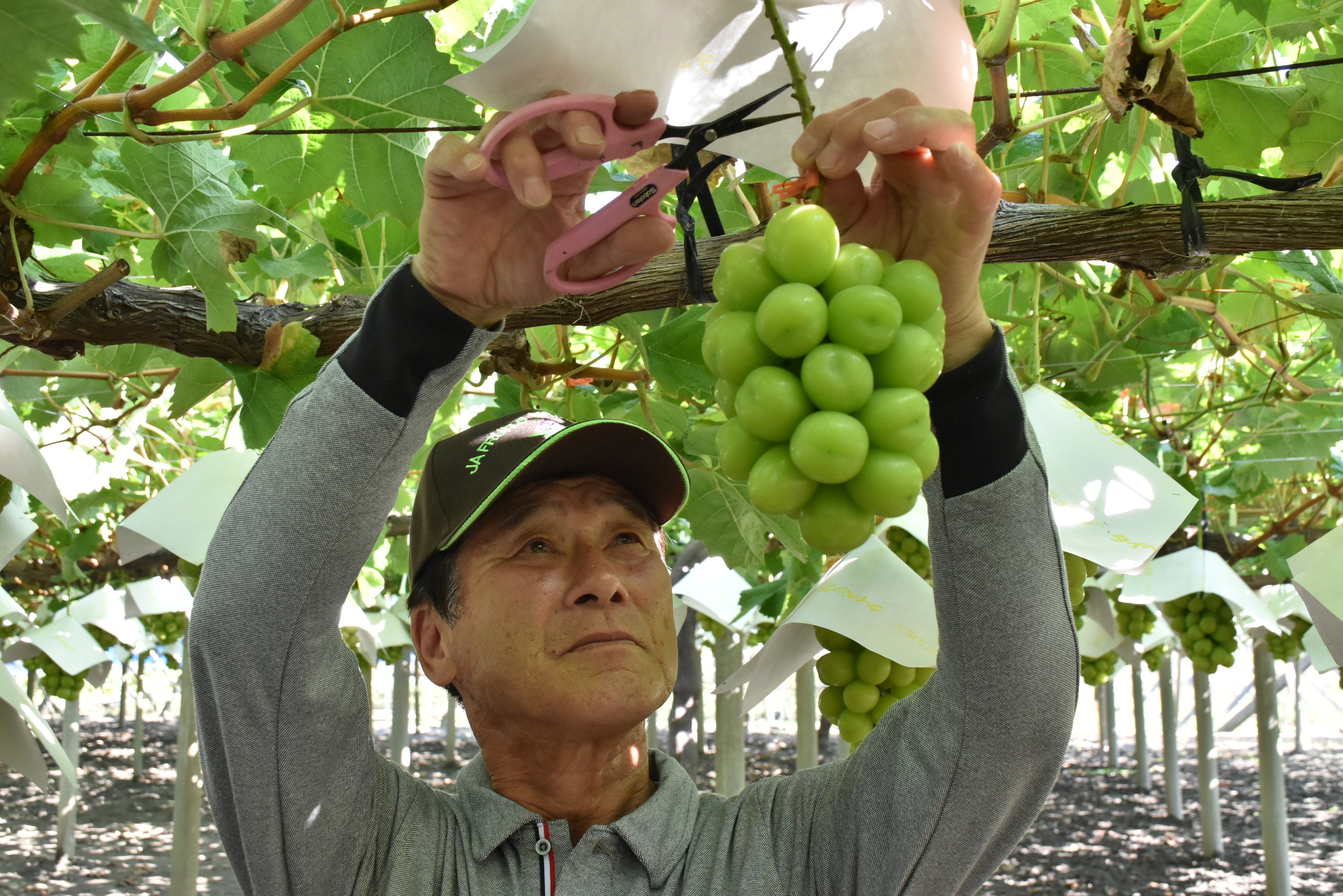 高い技術で丁寧に収穫する生産者さん