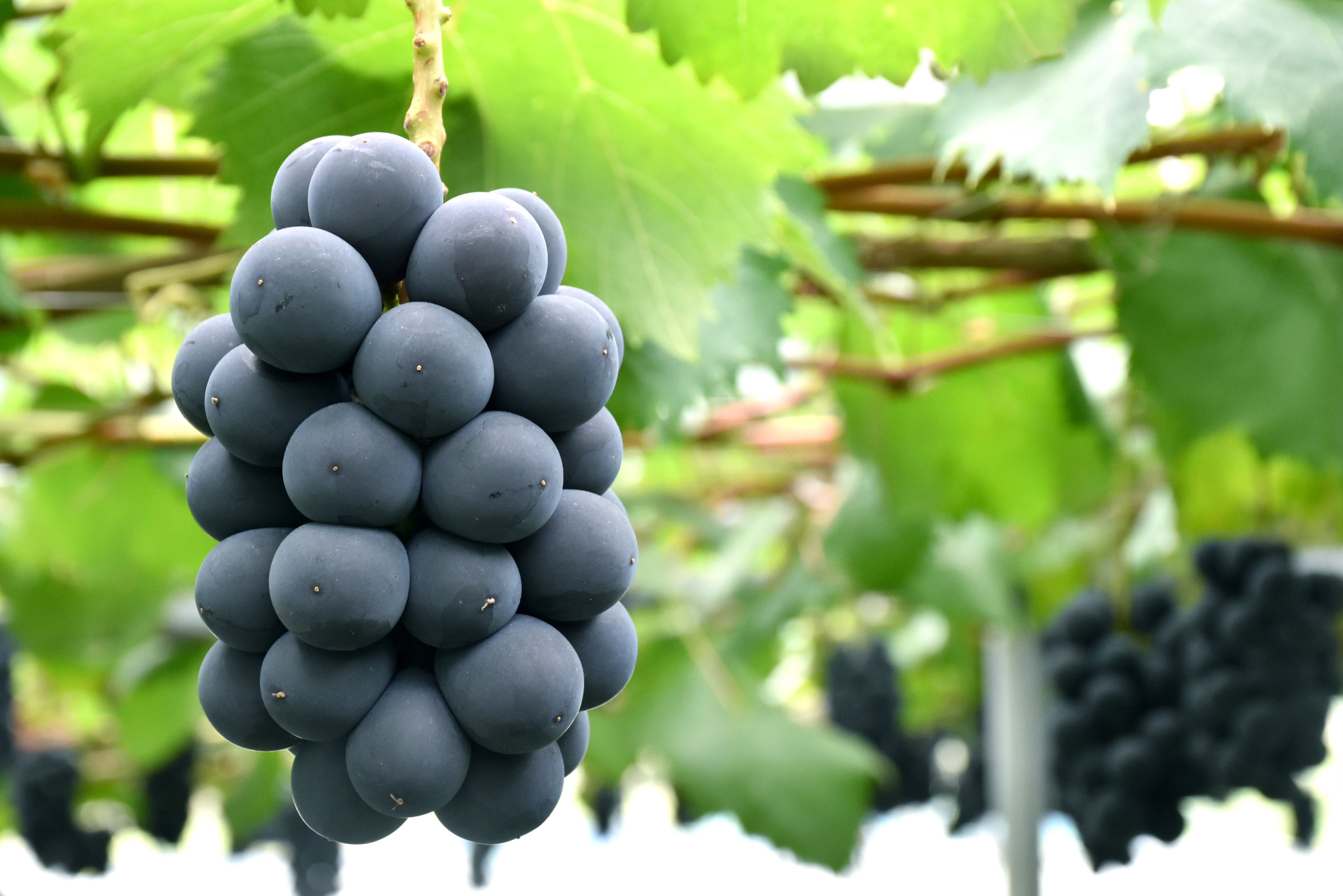 甘さと酸味が抜群の牧丘地区の巨峰